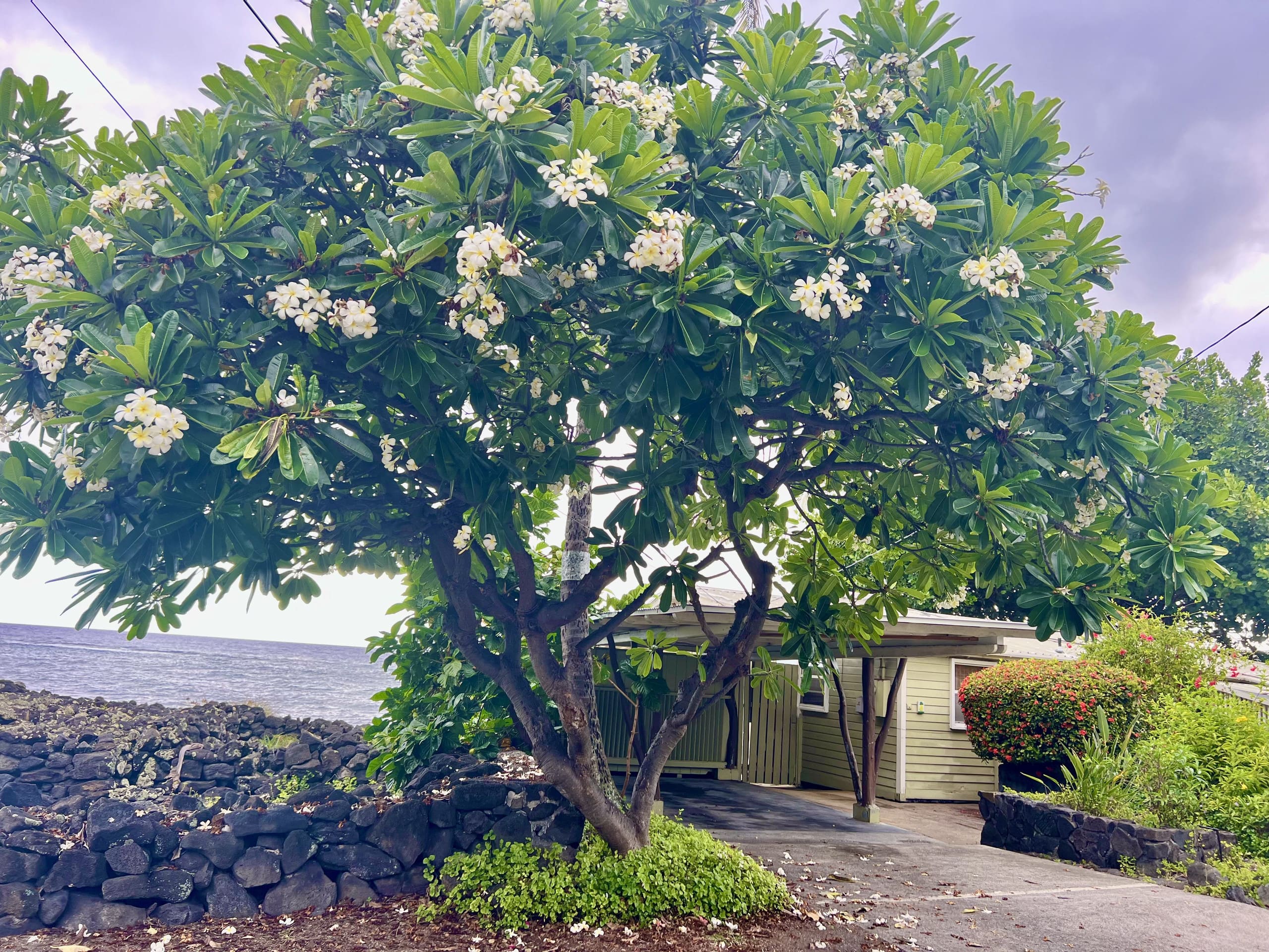 Home in Kailua-Kona · ★4.9 · 2 bedrooms · 3 beds · 2 baths - Image 7