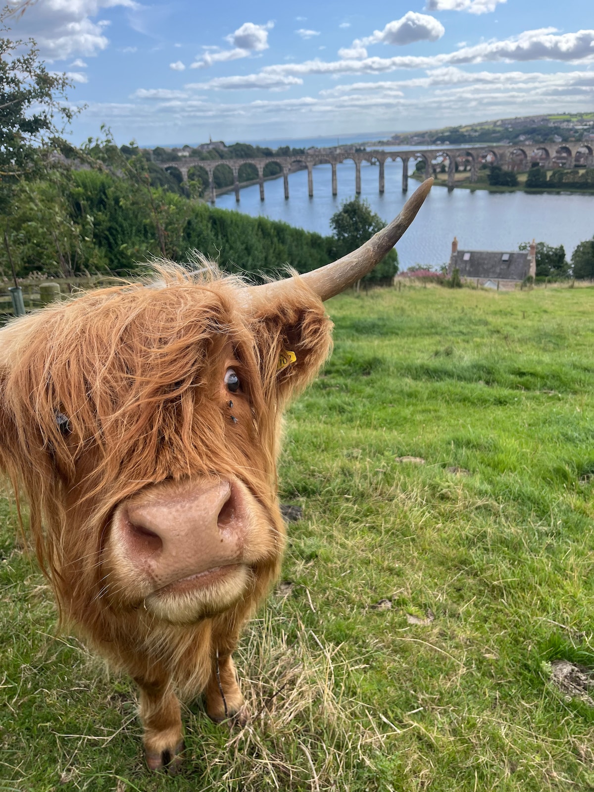 A Highland cow is positioned in the foreground, featuring long, tousled hair and prominent horns. In the background, the Royal Border Bridge spans across the river, surrounded by lush greenery and a scenic landscape under a partly cloudy sky.