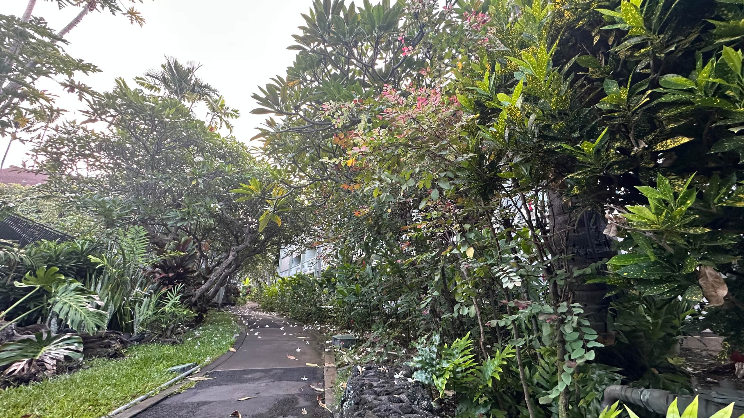 Resort in Kailua-Kona · ★4.67 · Studio · 2 beds · 1 private bath - Image 3