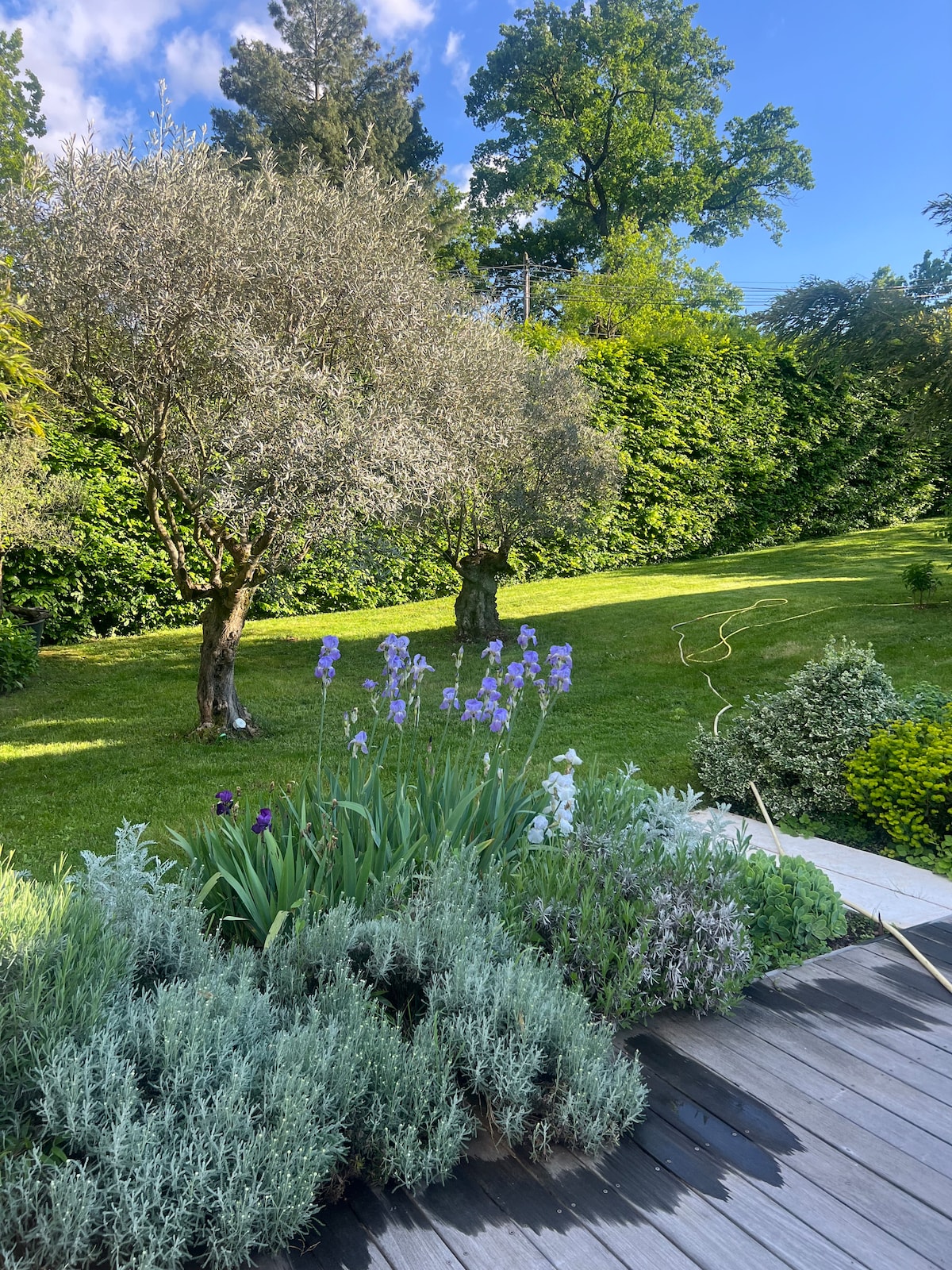 A well-maintained garden is featured, with two olive trees and an array of colorful flowers in bloom. Lush green grass provides a serene backdrop, while the garden is bordered by vibrant greenery, creating a peaceful outdoor space ideal for relaxation.