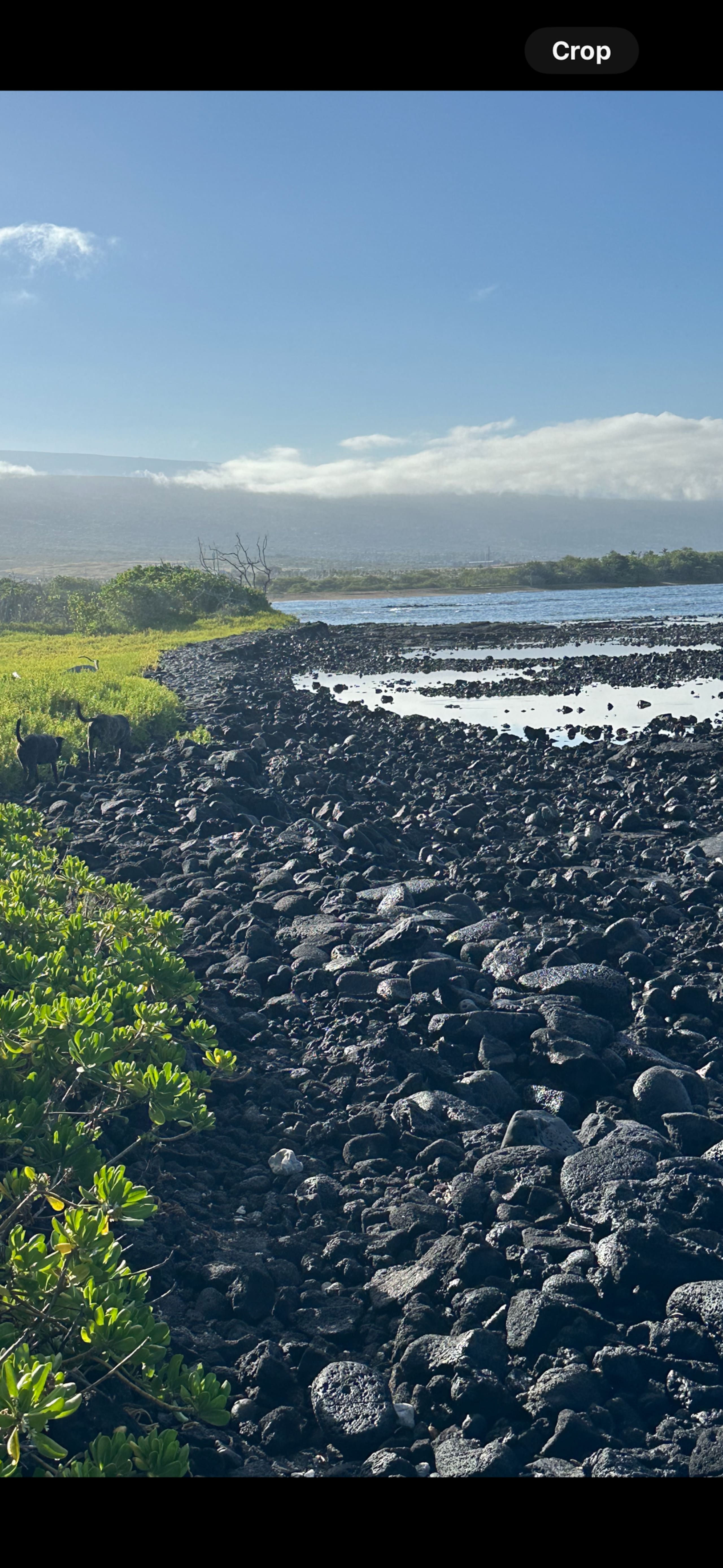 Condo in Kailua-Kona · ★4.91 · 1 bedroom · 1 bed · 1 bath - Image 29