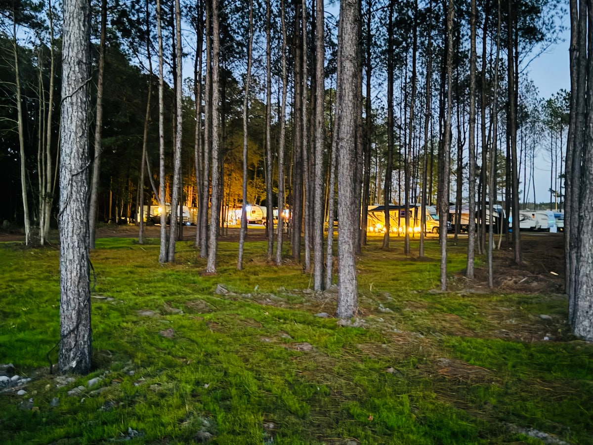 A wooded area is defined by tall pine trees, with the soft glow of lights visible in the background. The ground is covered in fresh green grass, offering a serene connection to nature at the edge of a camping site.