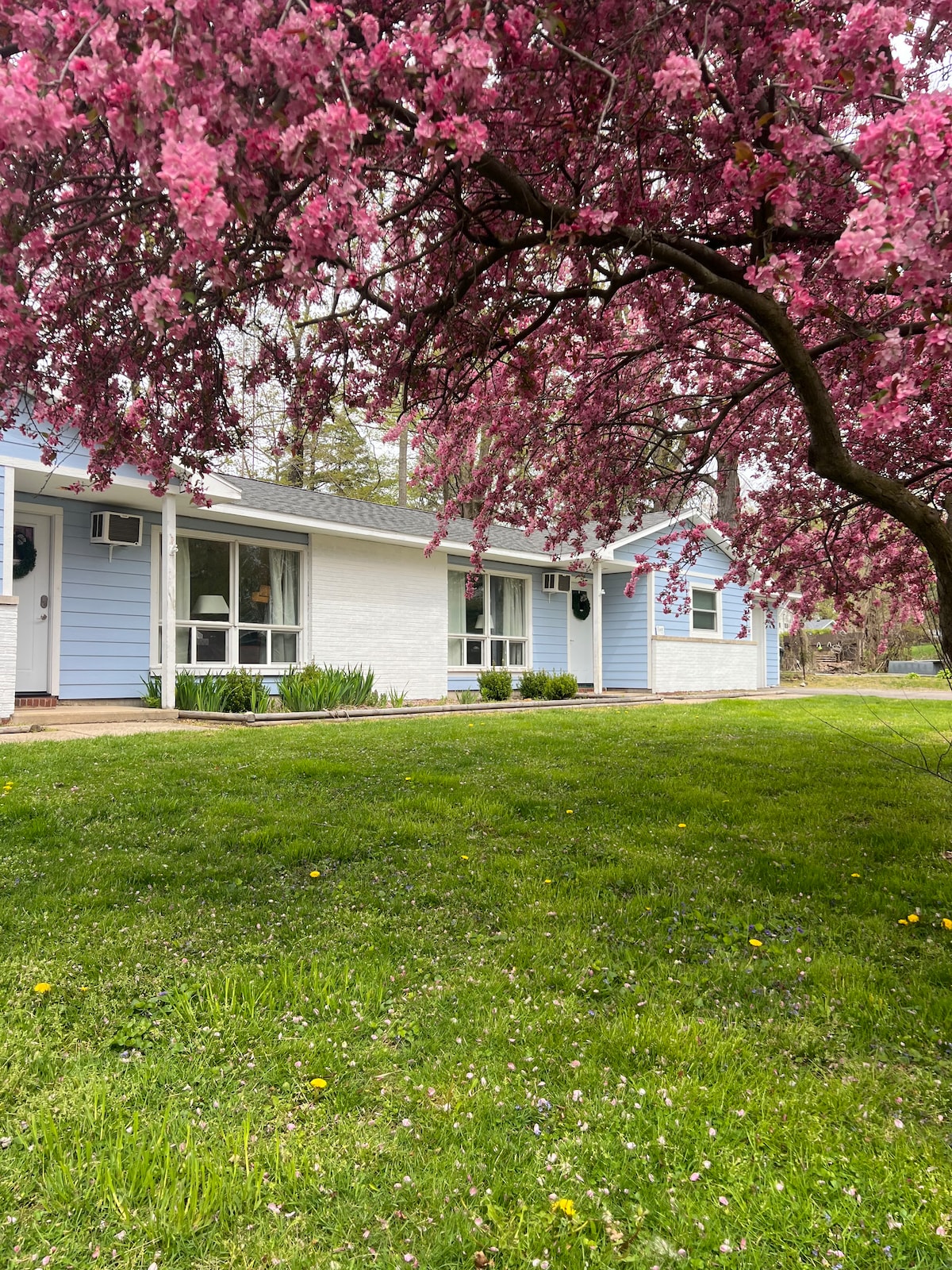 A charming duplex is surrounded by lush green lawns and vibrant pink flowering trees. The exterior features light blue siding and large windows, allowing for plenty of natural light. The welcoming entryway is defined by neat landscaping, creating an inviting space.