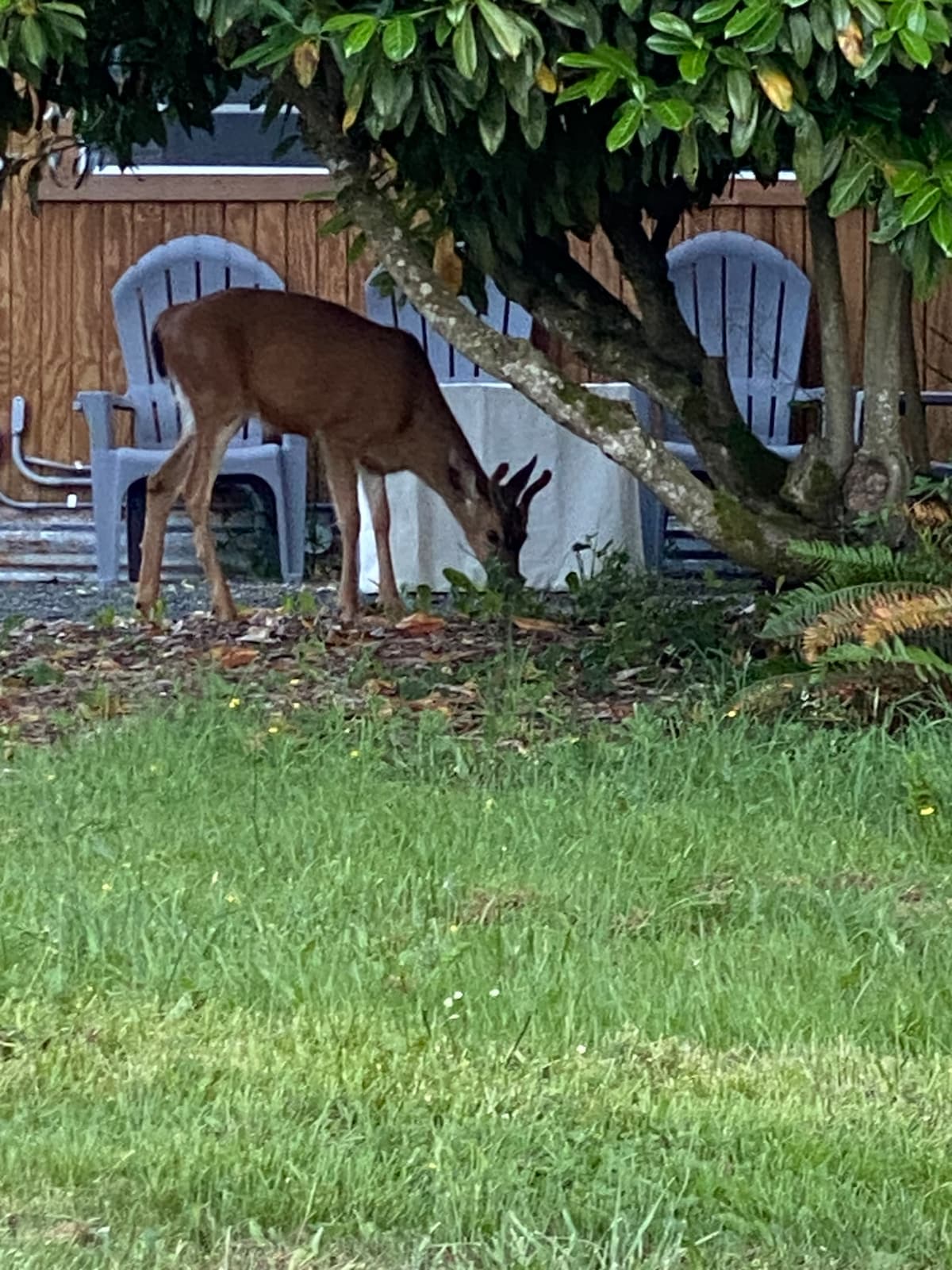 A deer is seen grazing near the cabin, partially obscured by a tree. In the background, several chairs are arranged beneath the tree's branches, surrounded by well-kept grass and foliage.