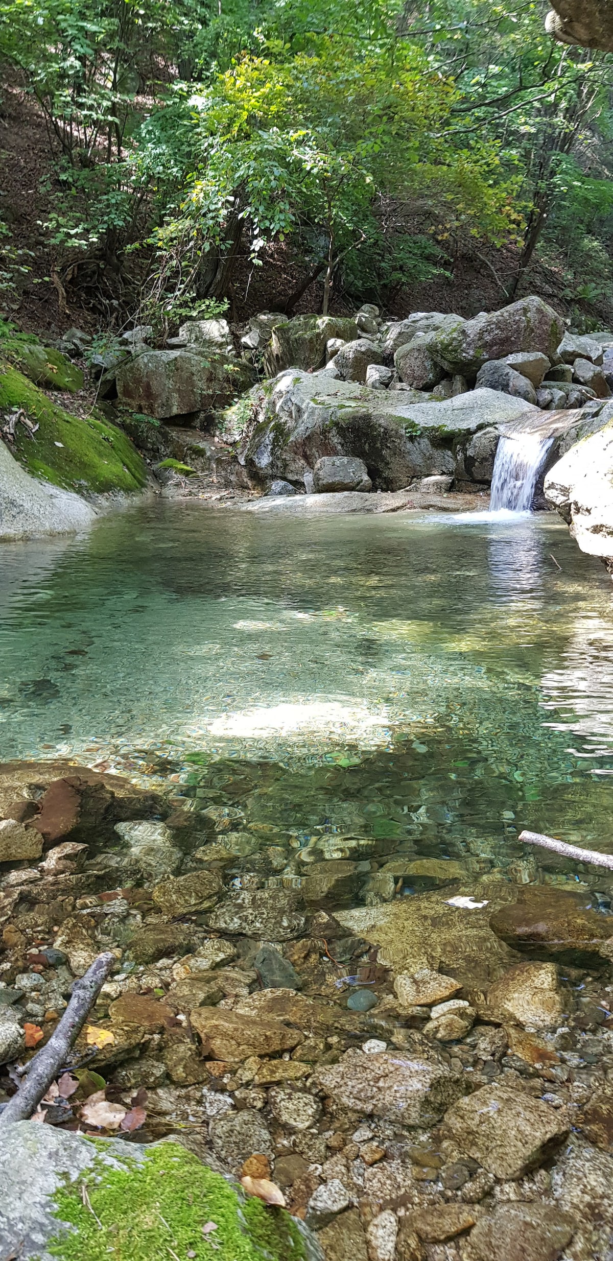 A serene natural pool is surrounded by smooth stones and lush greenery. Clear water reflects the surrounding foliage, and a small waterfall flows gently nearby. The tranquil environment invites relaxation and connection with nature.