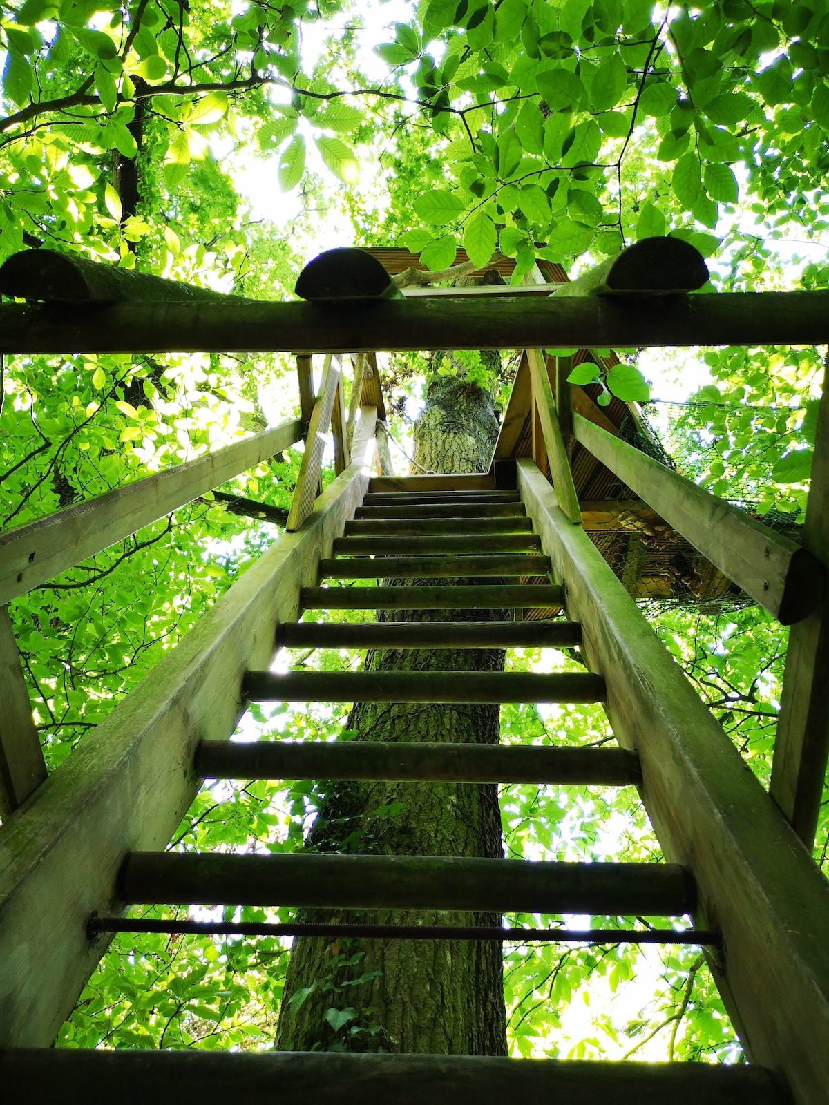A wooden ladder ascends towards a treehouse, surrounded by lush green foliage. Sunlight filters through the leaves, creating a serene atmosphere. The sturdy steps lead to the base of the treehouse, emphasizing the natural setting and inviting exploration.
