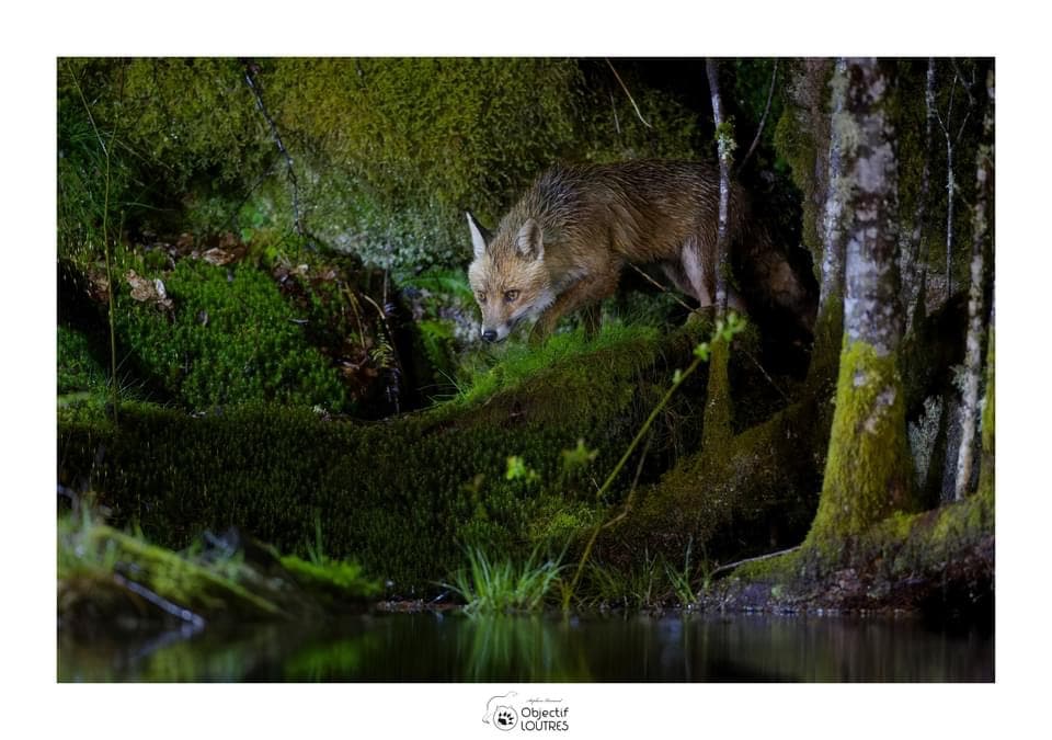 A fox is observed near a water's edge, surrounded by lush green moss and foliage. The animal appears alert, with its gaze focused forward. Reflections of the surrounding nature are visible in the calm water, enhancing the serene environment.