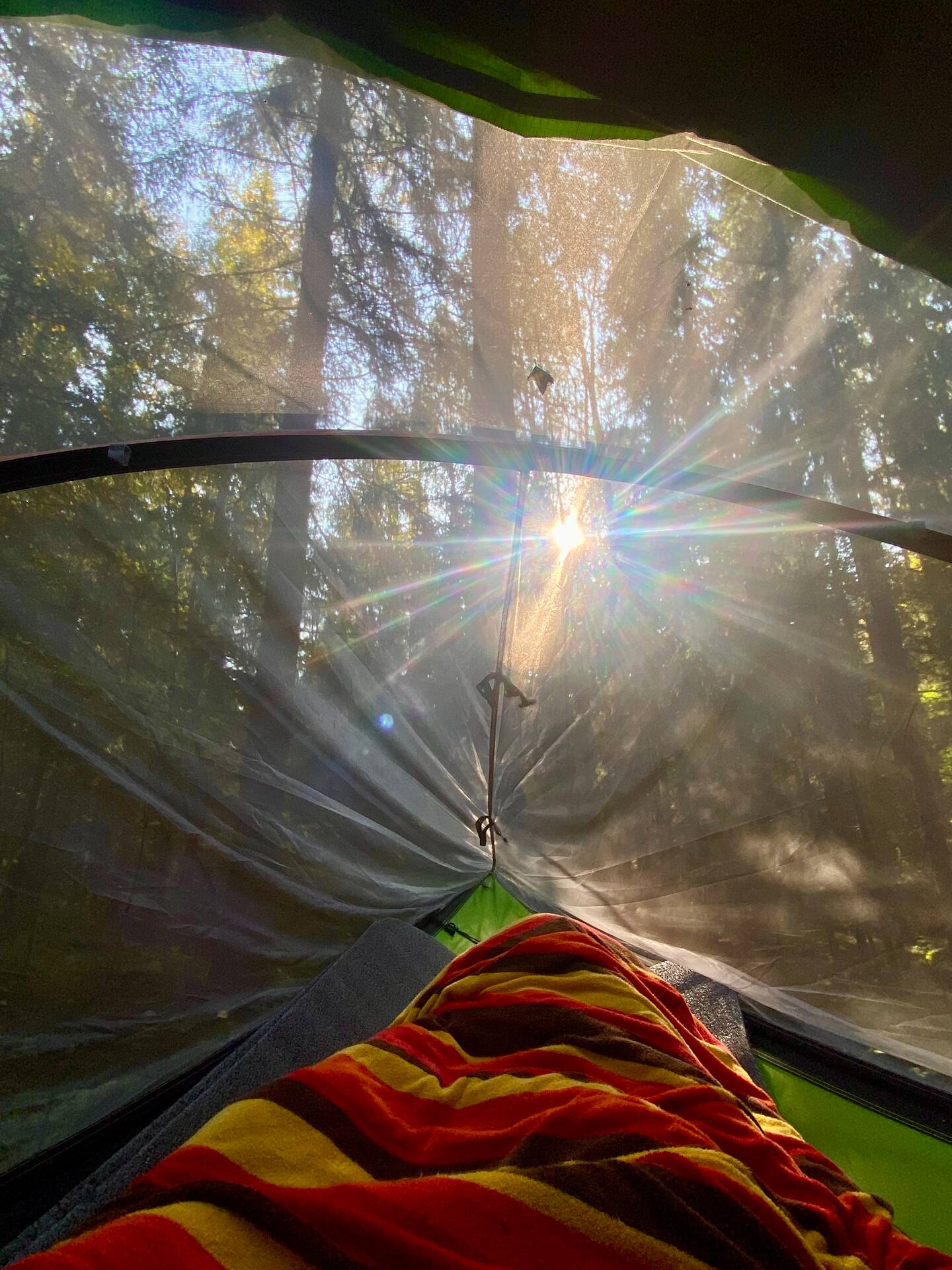 Eco-friendly Tree Tent&  Nature Protected Forest 5