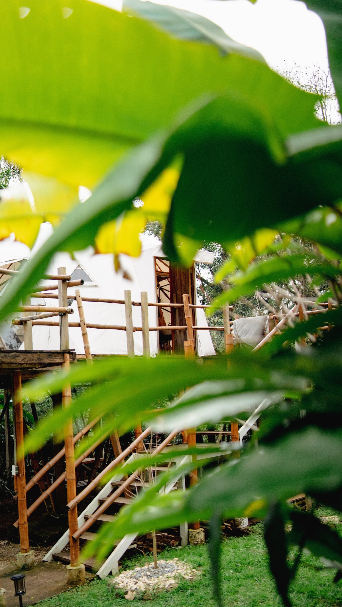 A unique glamping structure is partially visible through lush green leaves. The wooden framework is supported by bamboo, with a staircase leading up to the elevated area. Surrounding foliage enhances the natural setting, creating a serene atmosphere.