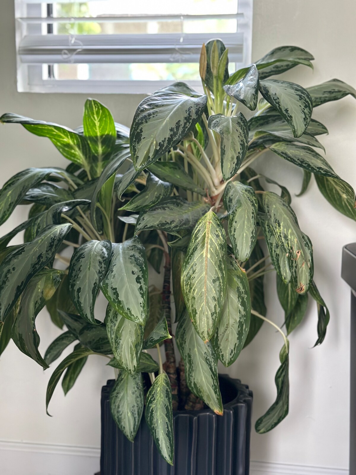 Modern Oasis | Walk to Rainey St. | Balcony