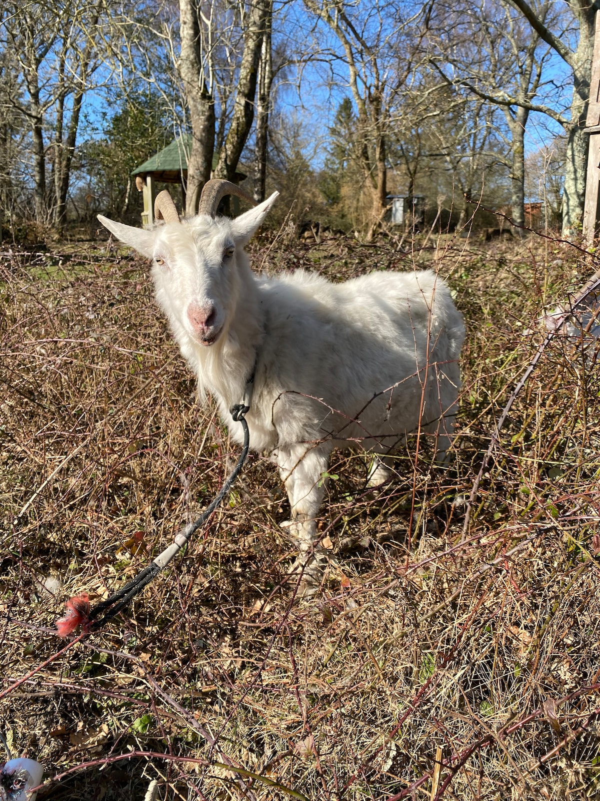 A white goat stands amidst a natural setting with shrubs and trees. The goat is secured with a leash, and a gazebo is visible in the background through the foliage, contributing to the outdoor ambiance.