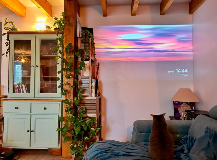 投影仪与一只非常专注的猫！ 