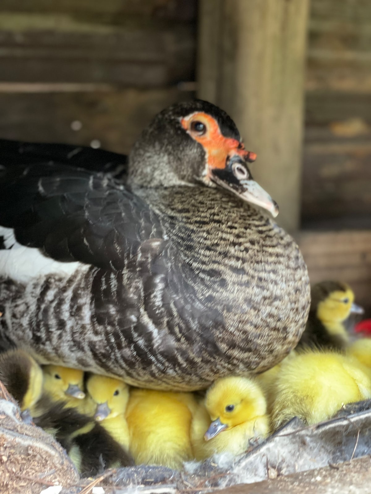 A mother duck is nestled among a group of yellow ducklings, providing warmth and protection. The scene captures the serene bond between them, set against a rustic wooden backdrop that enhances the natural environment.