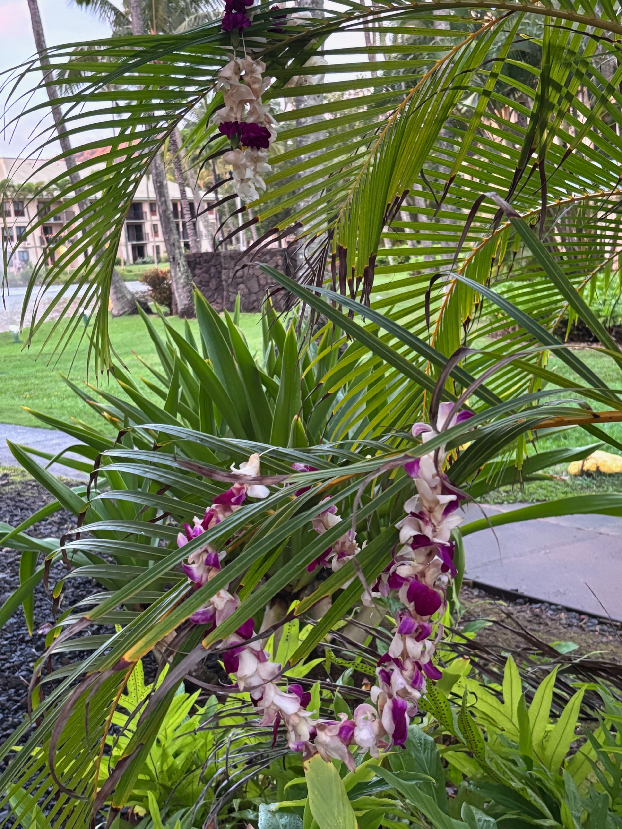 Condo in Lihue · ★4.92 · 1 bedroom · 1 bed · 1 bath - Image 38