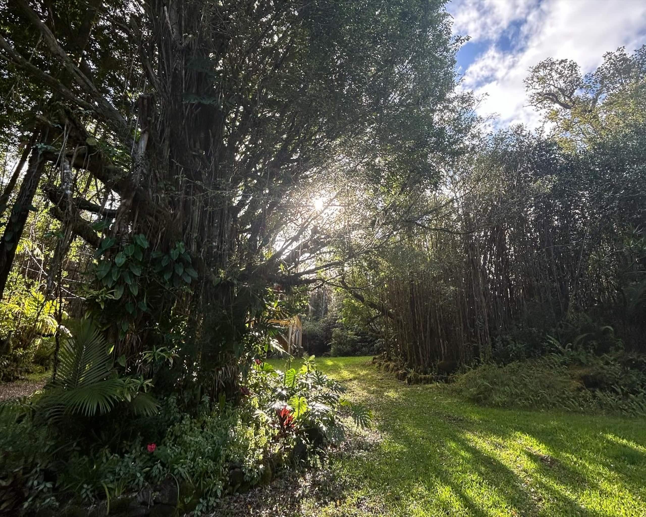 Rainforest Retreat Sun Cottage near Volcano Park - Photo 23