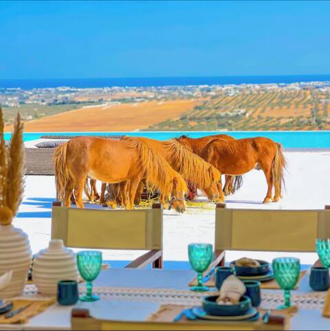 Apolonya – Exceptional villa in Hammamet