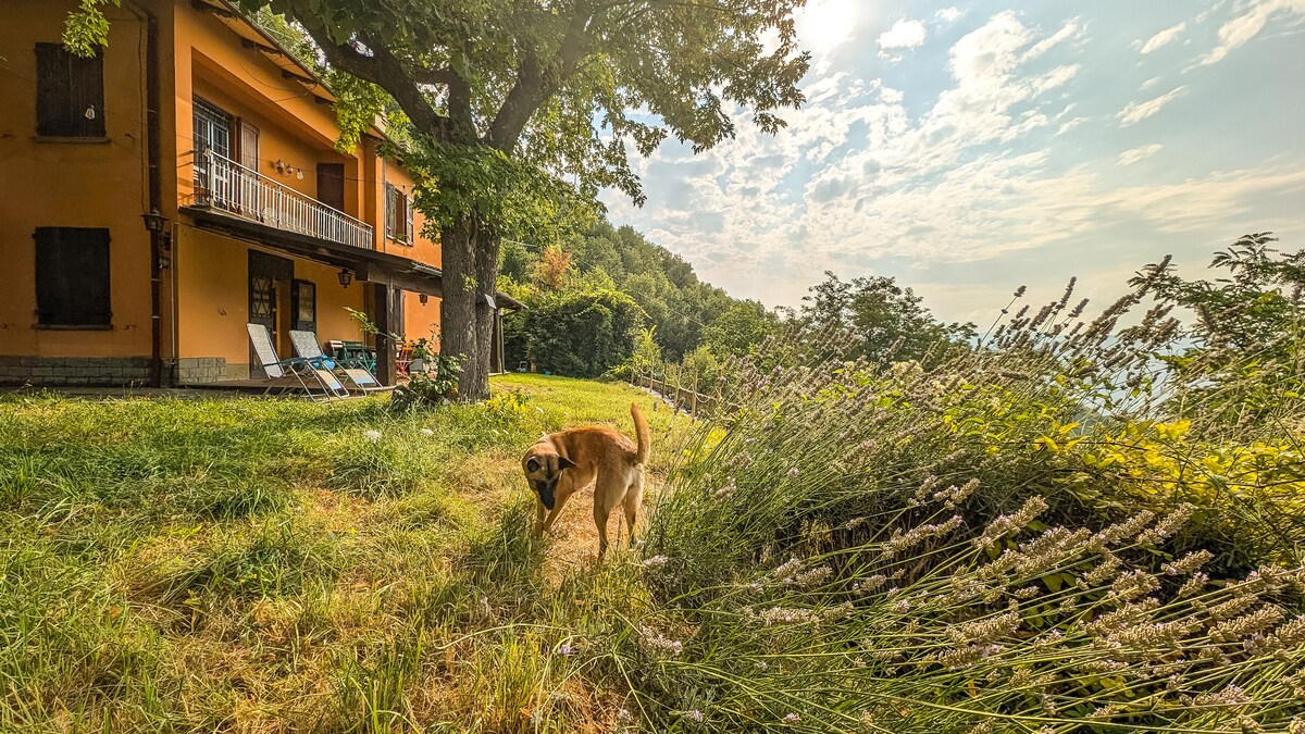 A dog explores the lush green lawn of the property, surrounded by gentle hills. The charming orange facade of the house features a balcony and is shaded by a large tree, while wildflowers and tall grass sway in the breezy atmosphere.