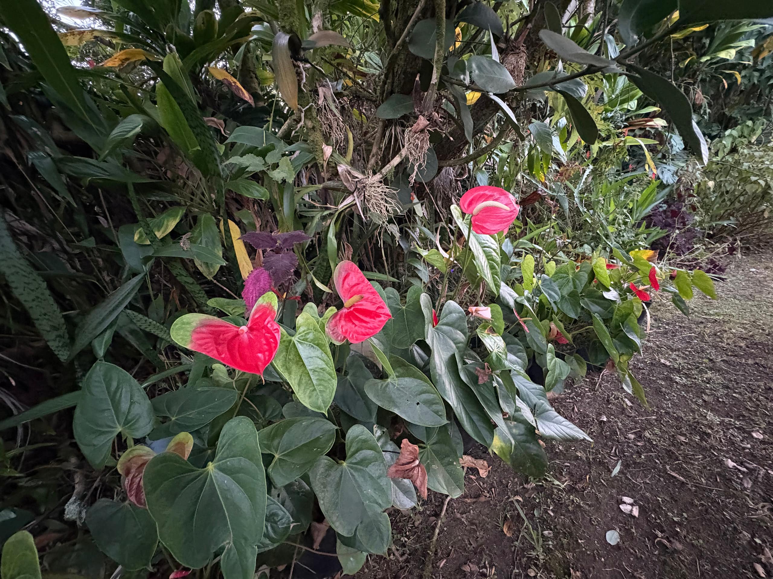 Guesthouse in Hilo · ★4.88 · 1 bedroom · 2 beds · 1 private bath - Image 14