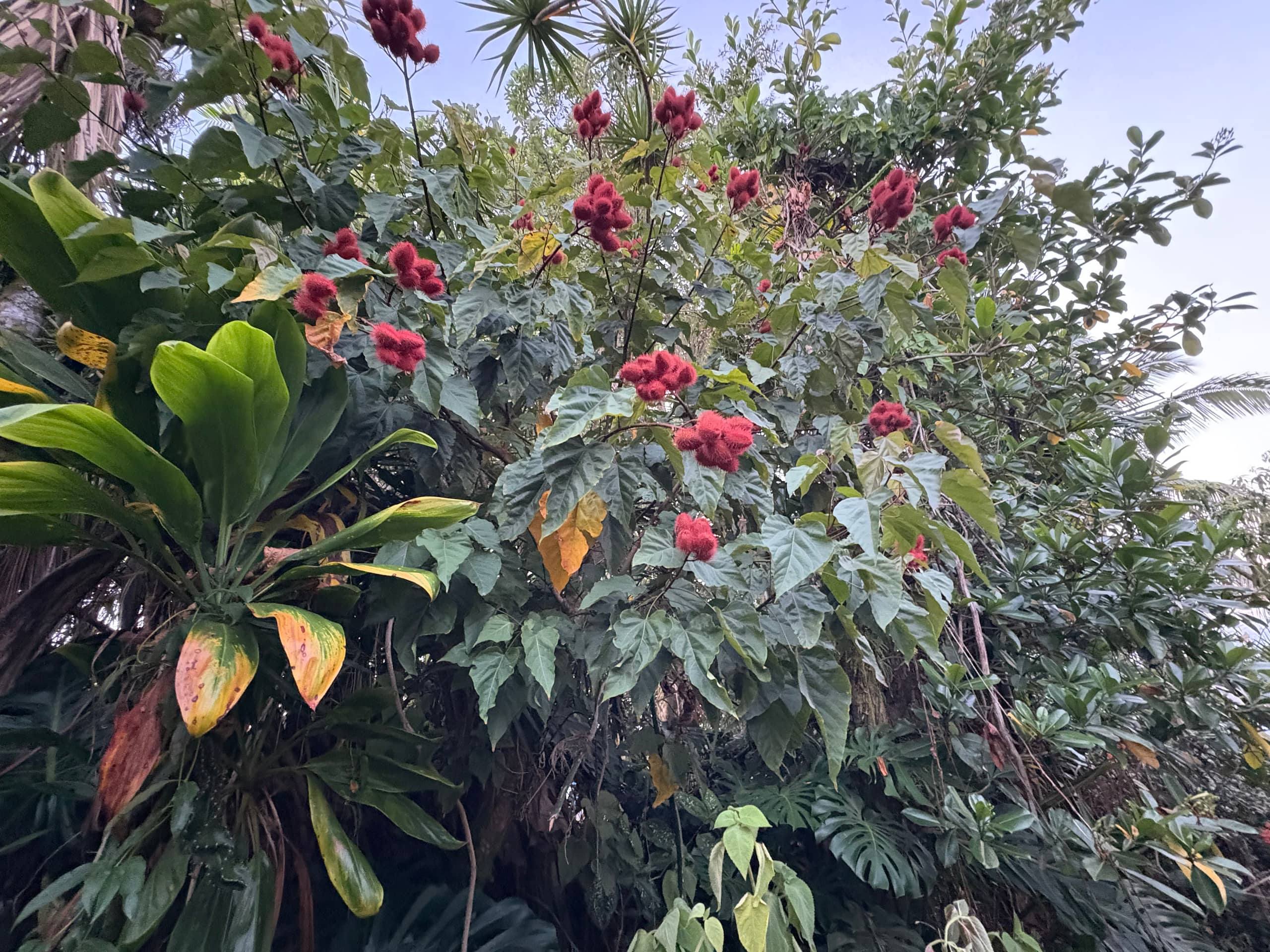 Guesthouse in Hilo · ★4.88 · 1 bedroom · 2 beds · 1 private bath - Image 16