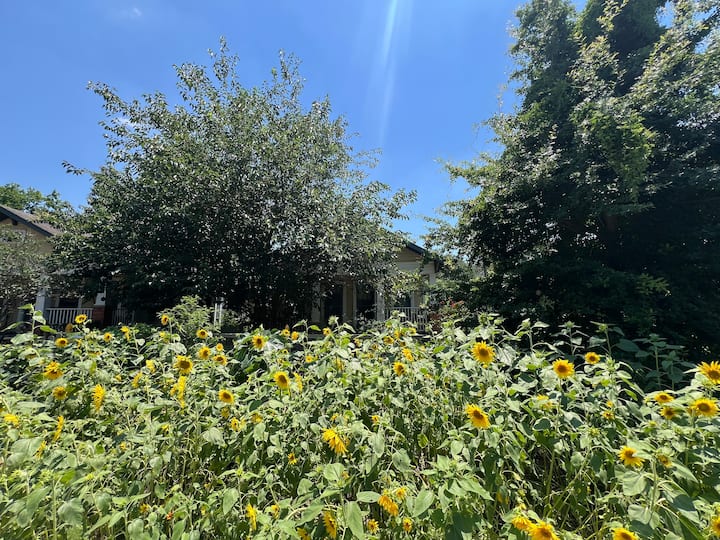 Blossom Bungalow West – A Nature-lover’s Dream - アメリカ ヒューストン