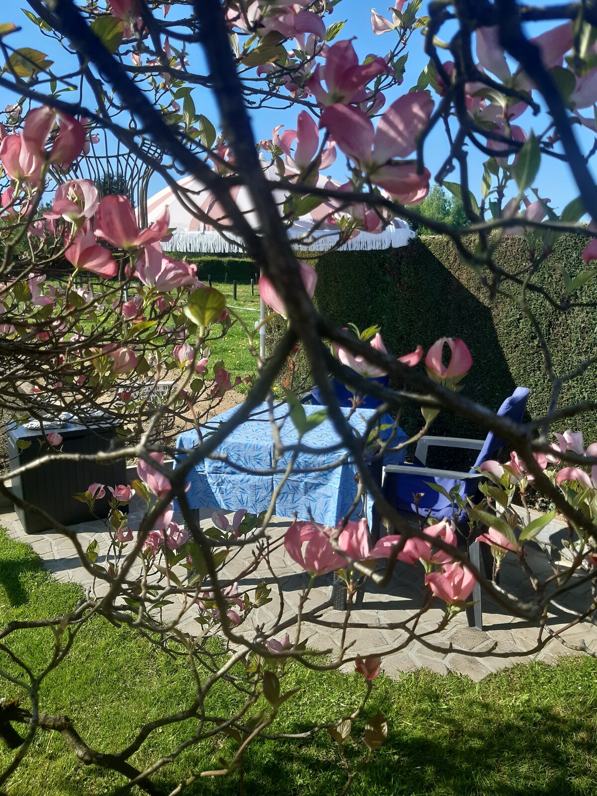 A shaded outdoor seating area is framed by flowering branches, showcasing a blue blanket draped over a comfortable couch. A single blue chair complements the inviting atmosphere, with a lush green lawn and hedges providing a serene backdrop.
