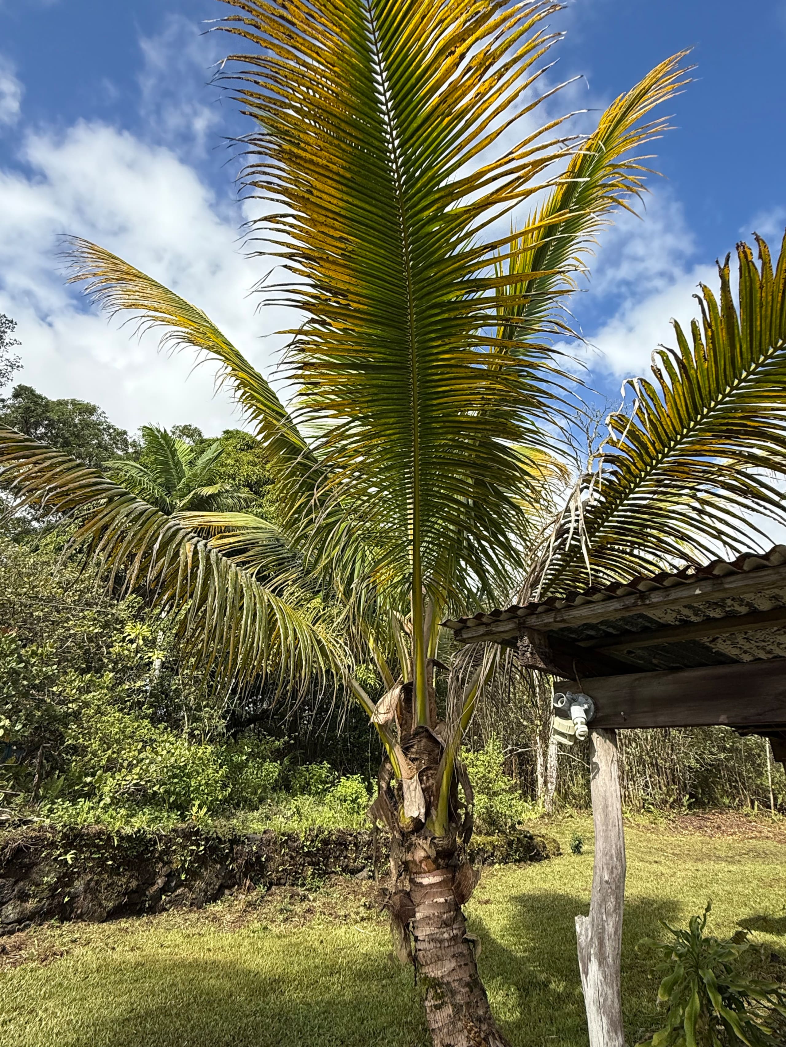 Home in Keaau · ★5.0 · 5 bedrooms · 7 beds · 4 private baths - Image 95