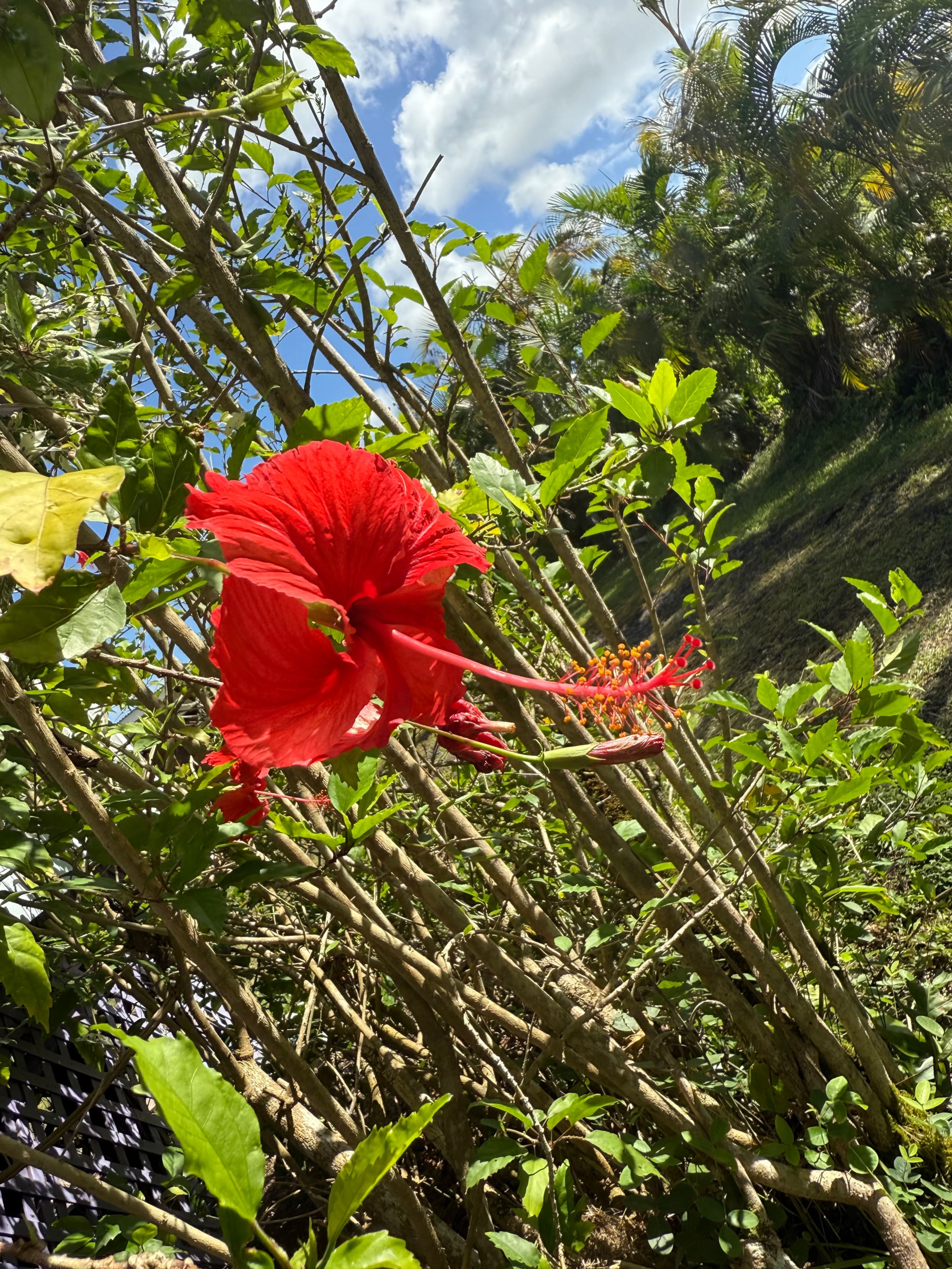 Home in Keaau · ★5.0 · 5 bedrooms · 7 beds · 4 private baths - Image 92