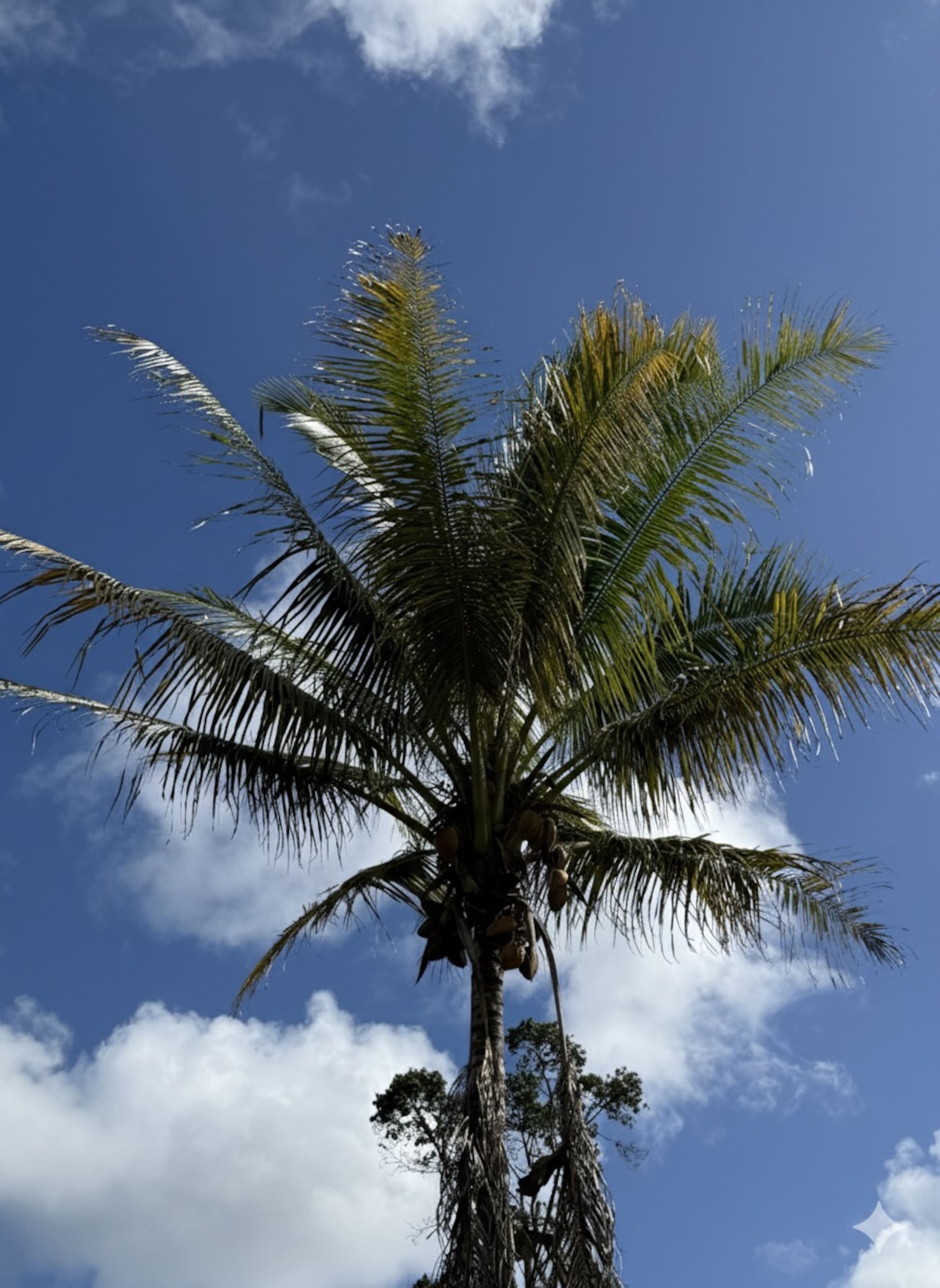 Home in Keaau · ★5.0 · 5 bedrooms · 7 beds · 4 private baths - Image 86