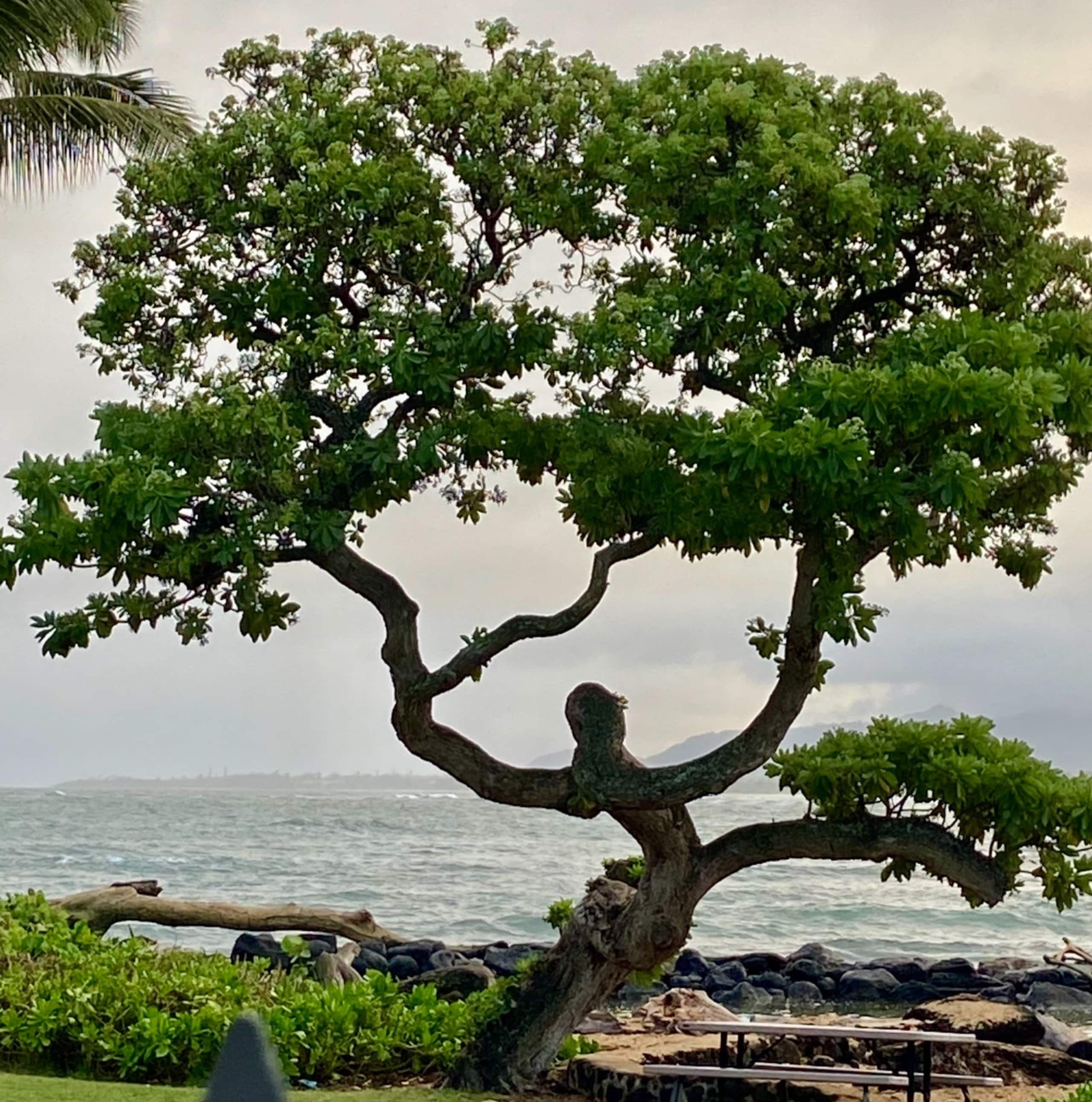 Coconut Coast Beachfront-LaeNani - Photo 11