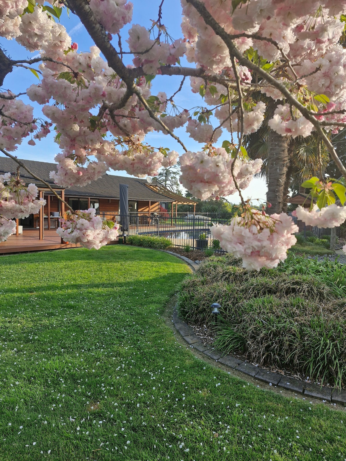 A serene outdoor area is presented, featuring blooming cherry blossom trees that frame the lush green lawn. The patio area and salt pool are visible in the background, surrounded by a neat garden landscape, creating a peaceful ambiance.