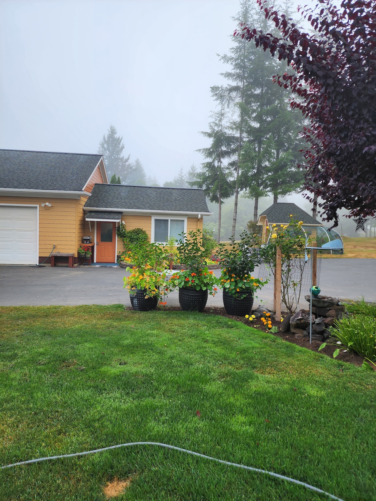 A foggy scene presents a charming yellow house with a gray roof. The front yard is adorned with large potted plants featuring vibrant flowers. A neatly trimmed lawn leads to a gravel driveway, while tall trees are partially visible in the background.