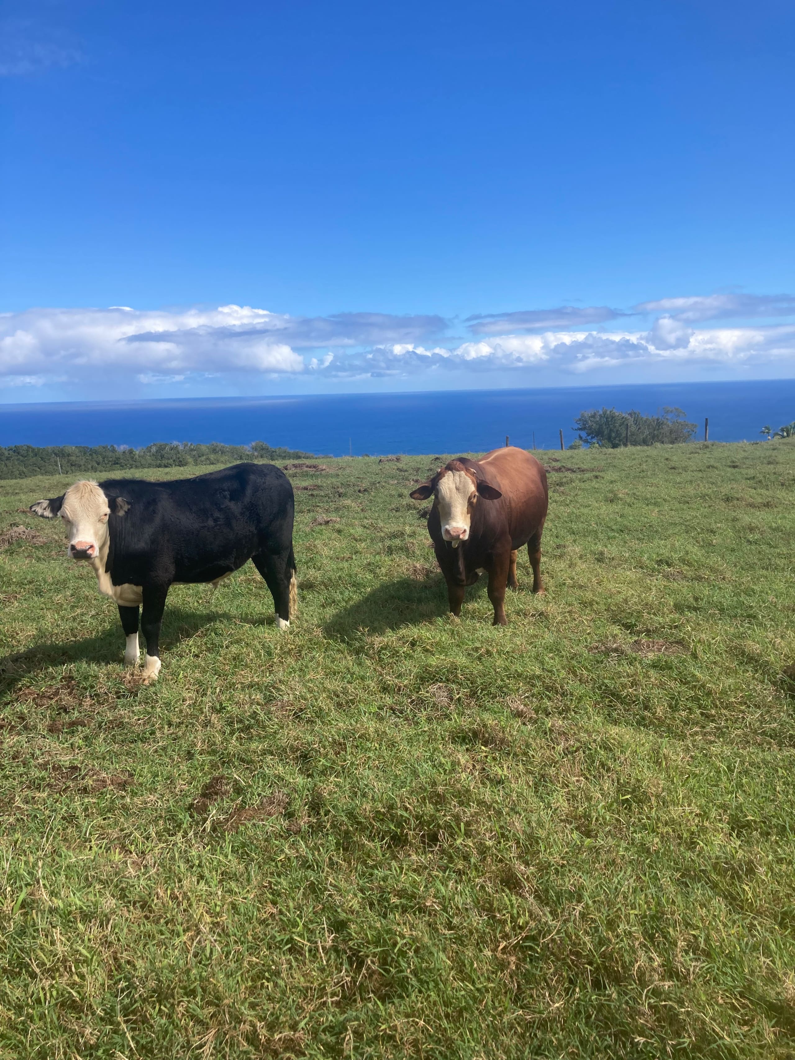 Cabin in Hawaii County · ★4.85 · 2 bedrooms · 3 beds · 1.5 private baths - Image 24