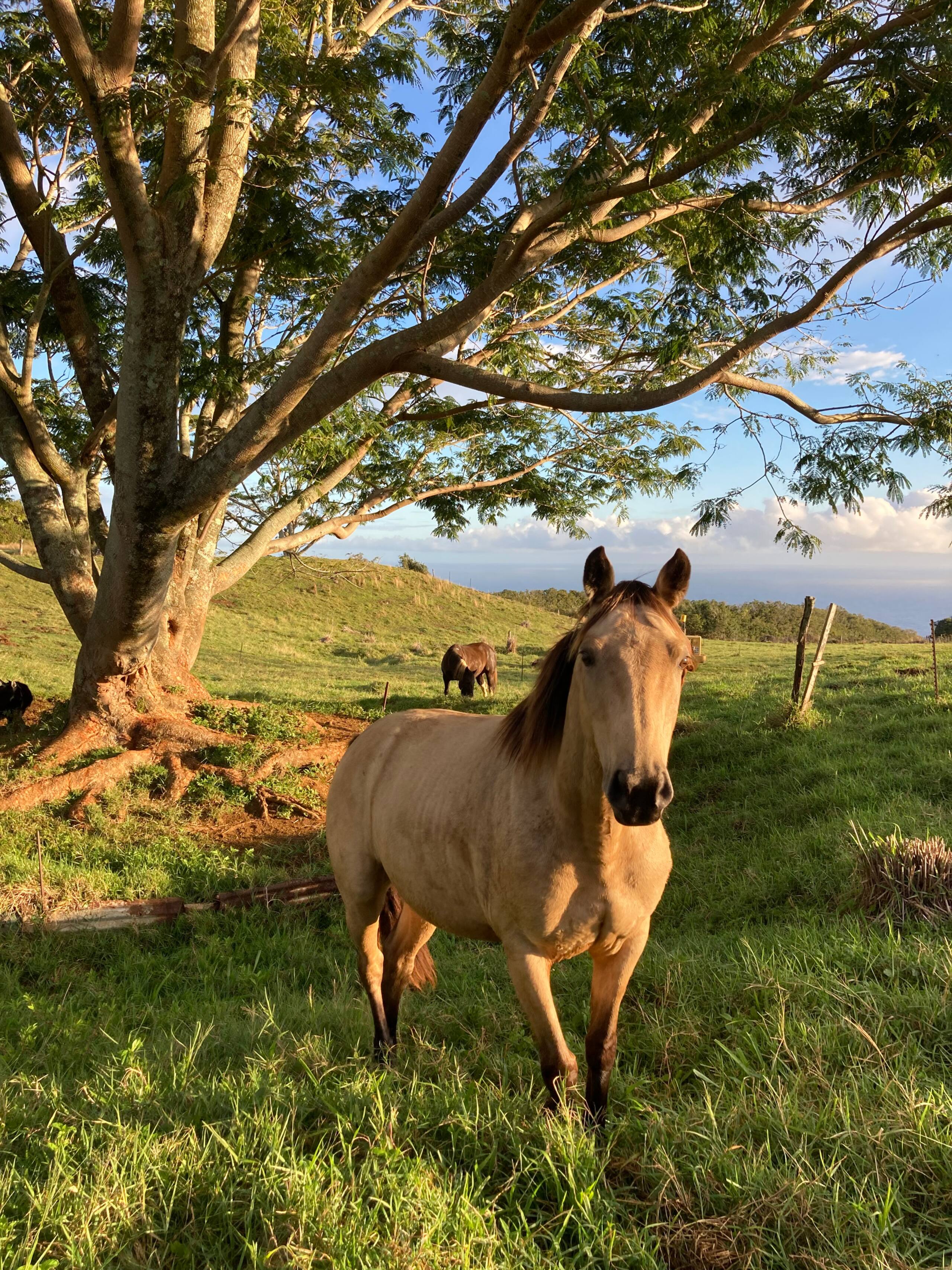 Cabin in Hawaii County · ★4.85 · 2 bedrooms · 3 beds · 1.5 private baths - Image 30