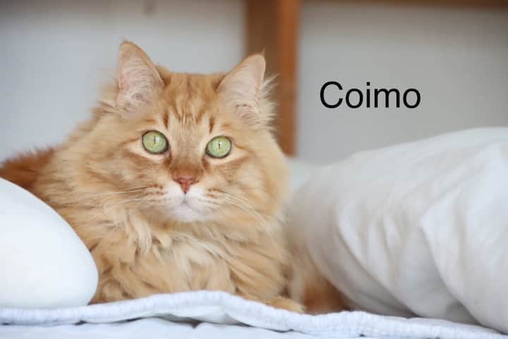 Ის კოიმოა.Დაახლოებით 15 წლის ვარ, ამიტომ ბაბუა ვარ.Მომწონს გარეთ გასეირნება.Გაისეირნეთ ძაღლივით ლეშზე.Გაისეირნეთ ჩვენთან ერთად.