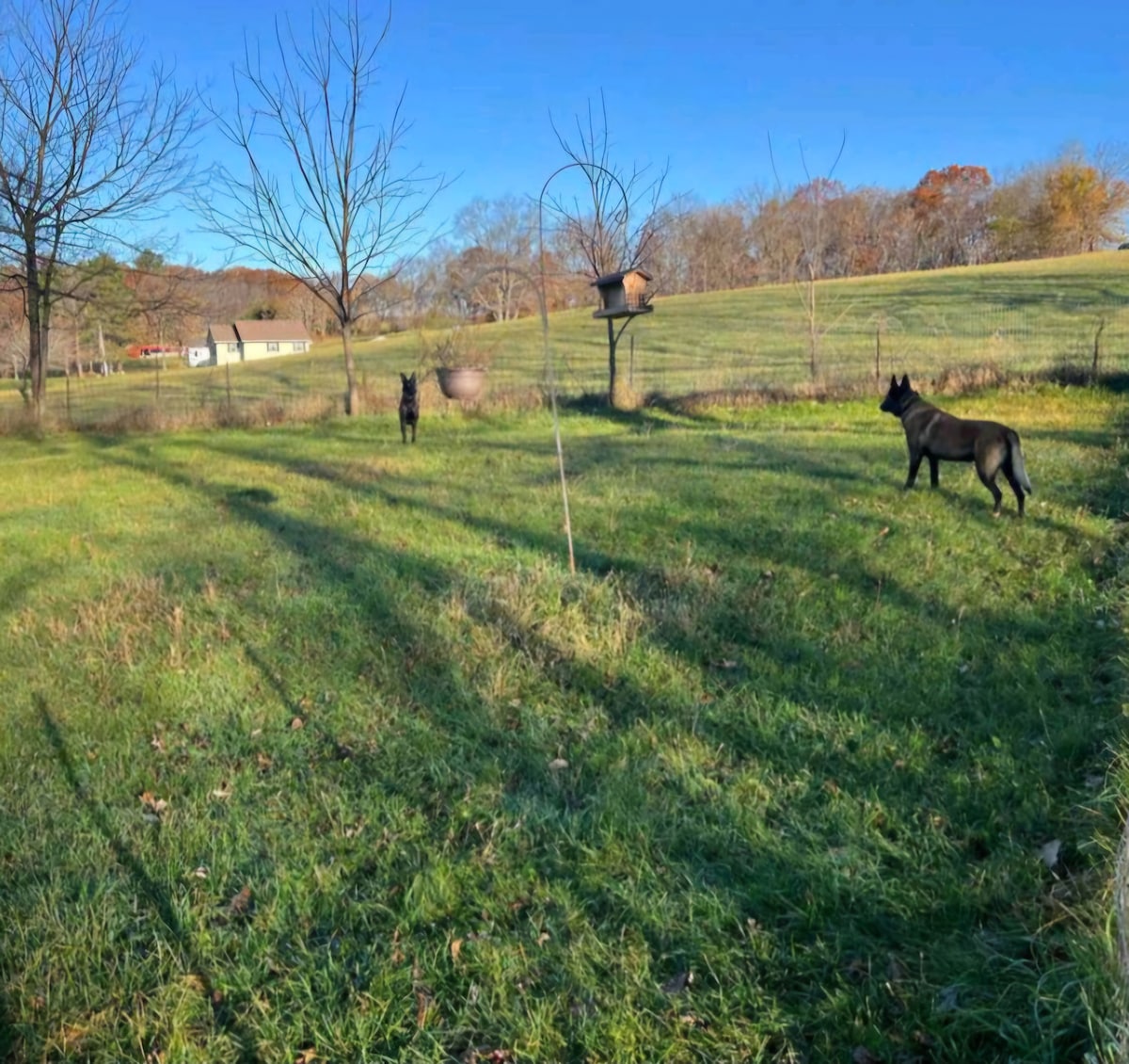 A grassy yard is depicted, featuring two dogs exploring the open space. Leafless trees stand in the background, while a bird feeder hangs nearby. The scene captures the tranquility of the landscape, with sunlight casting shadows across the lush grass.