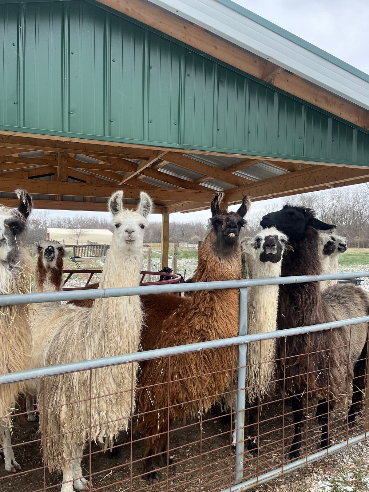 Northwind Llama retreat 'Loft Cottage' - Cottages for Rent in