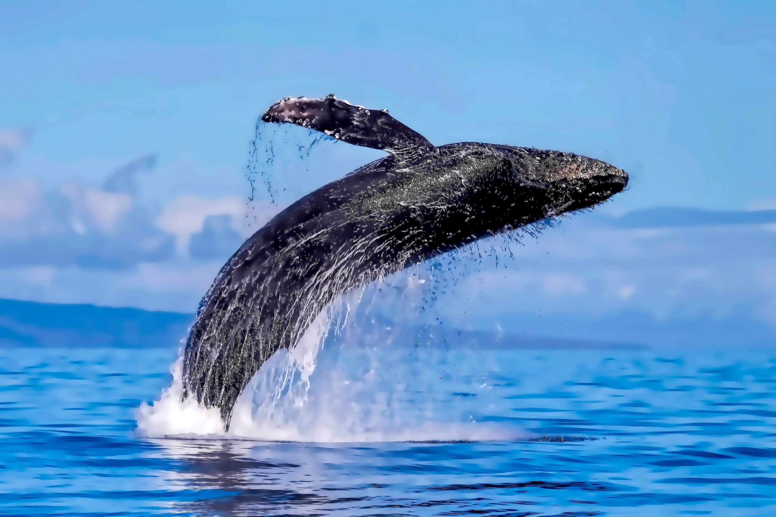Townhouse in Lahaina · ★4.83 · 3 bedrooms · 4 beds · 3 baths - Image 59
