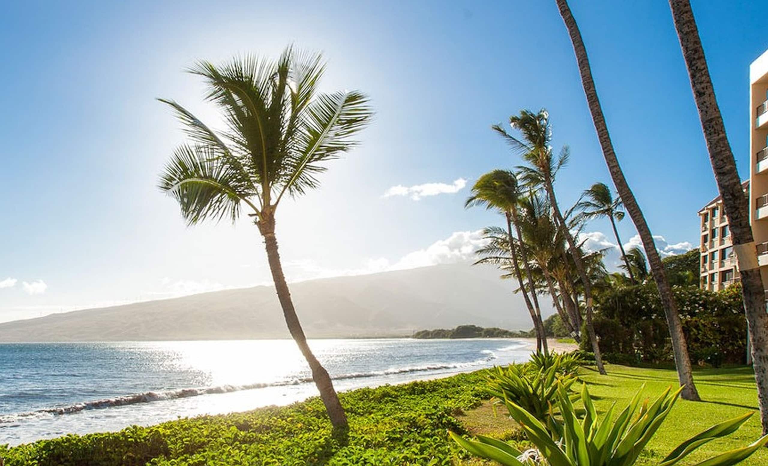 Condo in Kihei · ★4.84 · 1 bedroom · 1 bed · 1 bath - Image 14