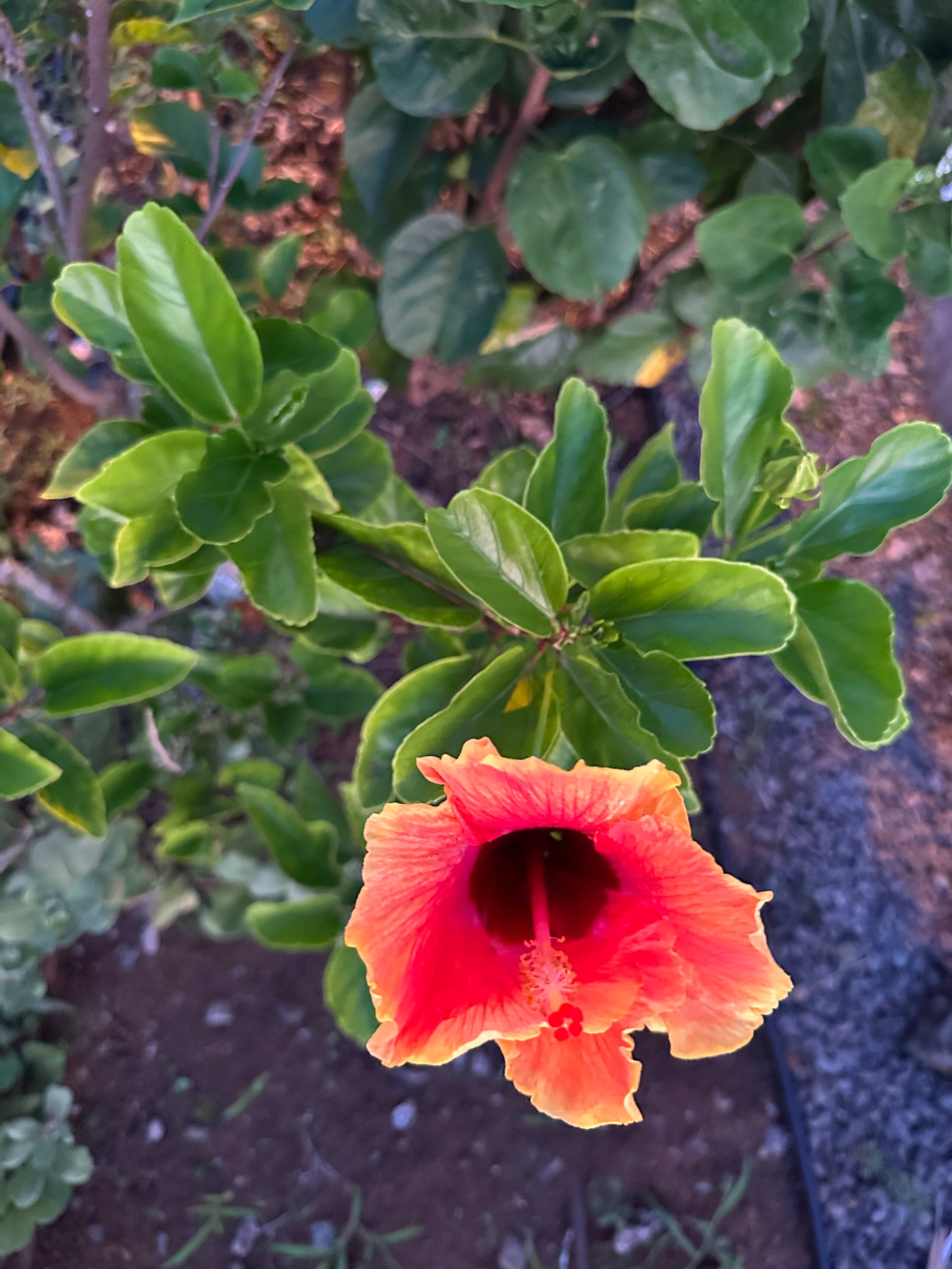 Guesthouse in Pahoa · ★4.69 · 1 bedroom · 2 beds · 1 private bath - Image 1