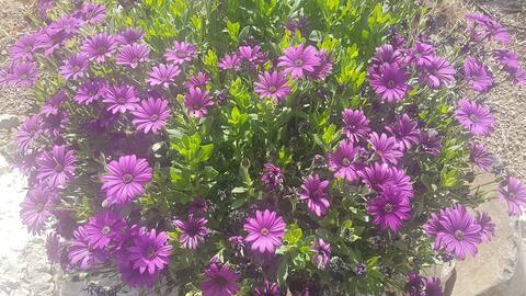 Ilan Suite, downstairs bedroom, double bed, two sofa beds