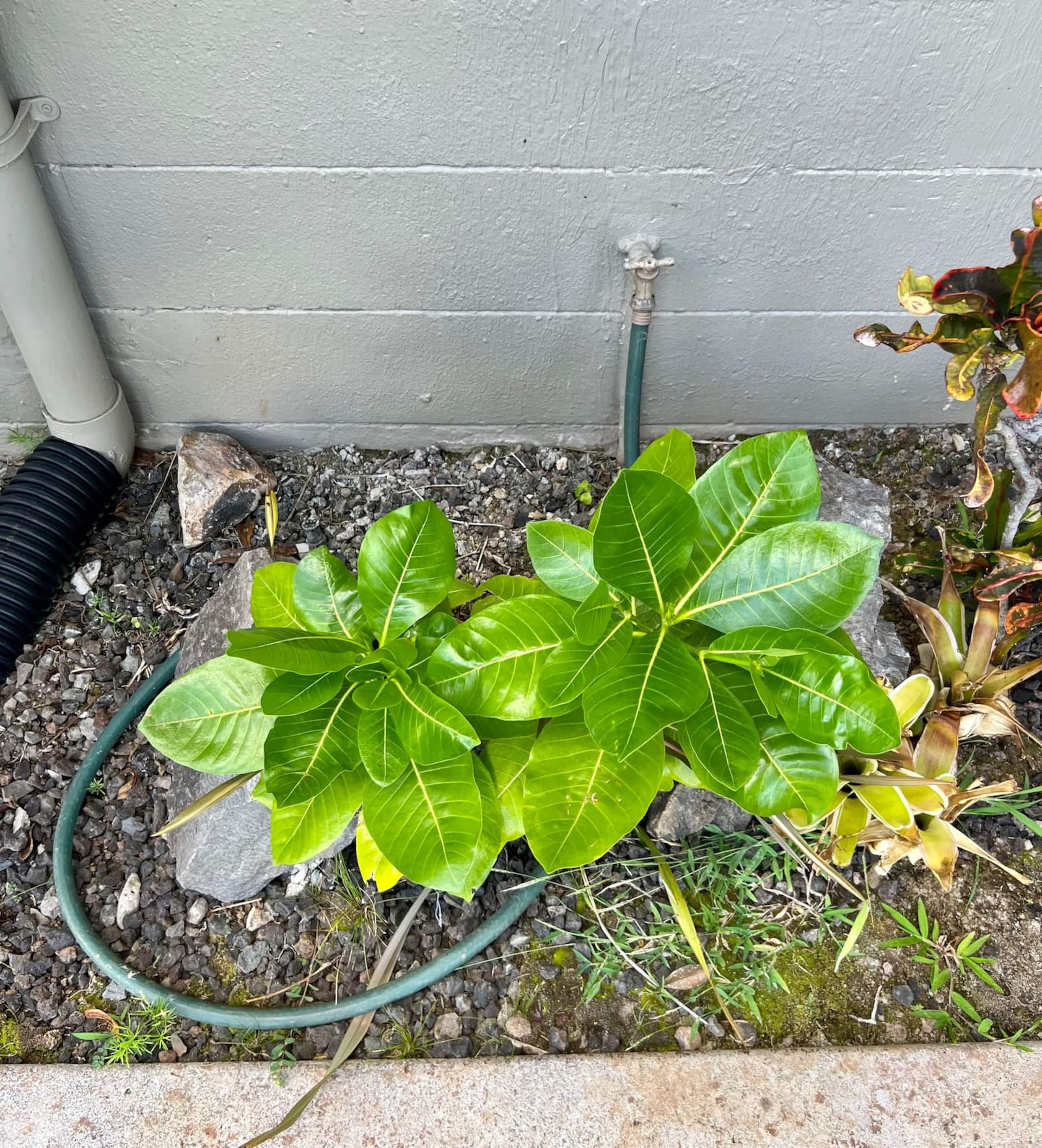 Villa in Lahaina · ★4.91 · 1 bedroom · 2 beds · 2 baths - Image 39