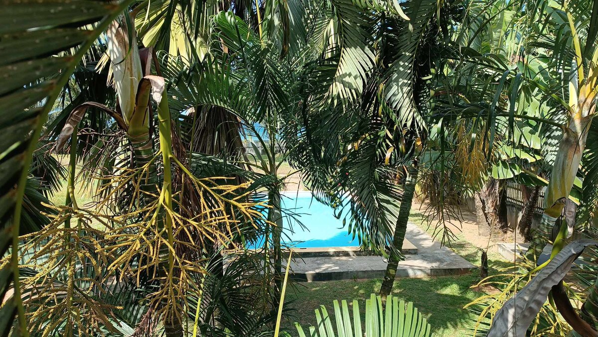 The image captures a serene outdoor area surrounded by lush green palm trees. A glimpse of a blue swimming pool is visible through the foliage, with a concrete area adjacent to it, offering a natural and refreshing setting.