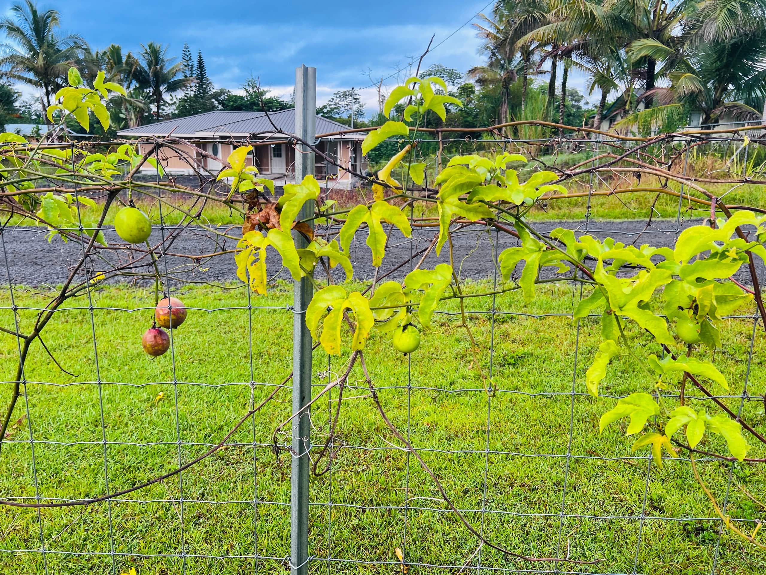 Home in Keaau · ★4.81 · 3 bedrooms · 4 beds · 2 private baths - Image 2