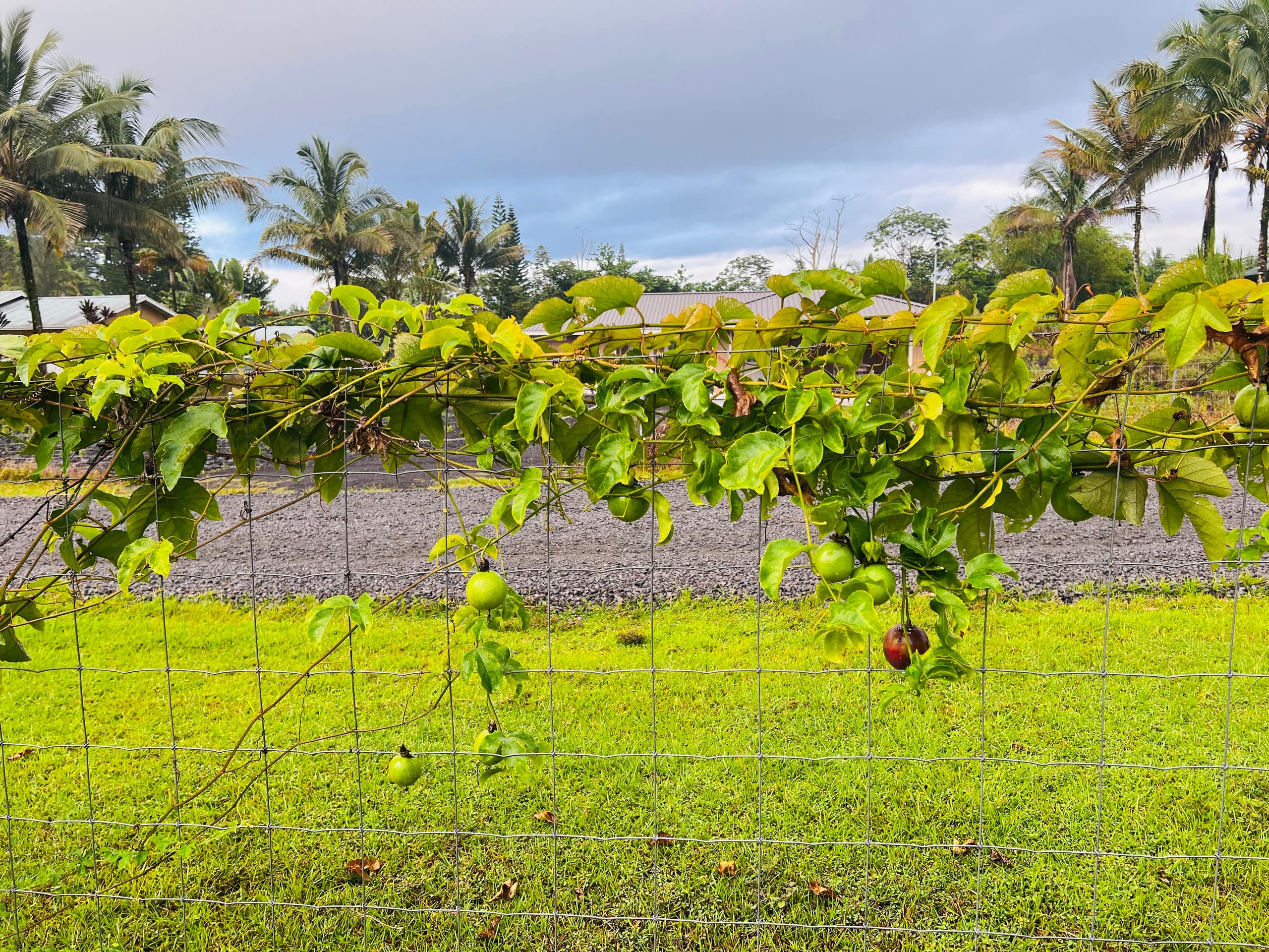 Home in Keaau · ★4.81 · 3 bedrooms · 4 beds · 2 private baths - Image 6