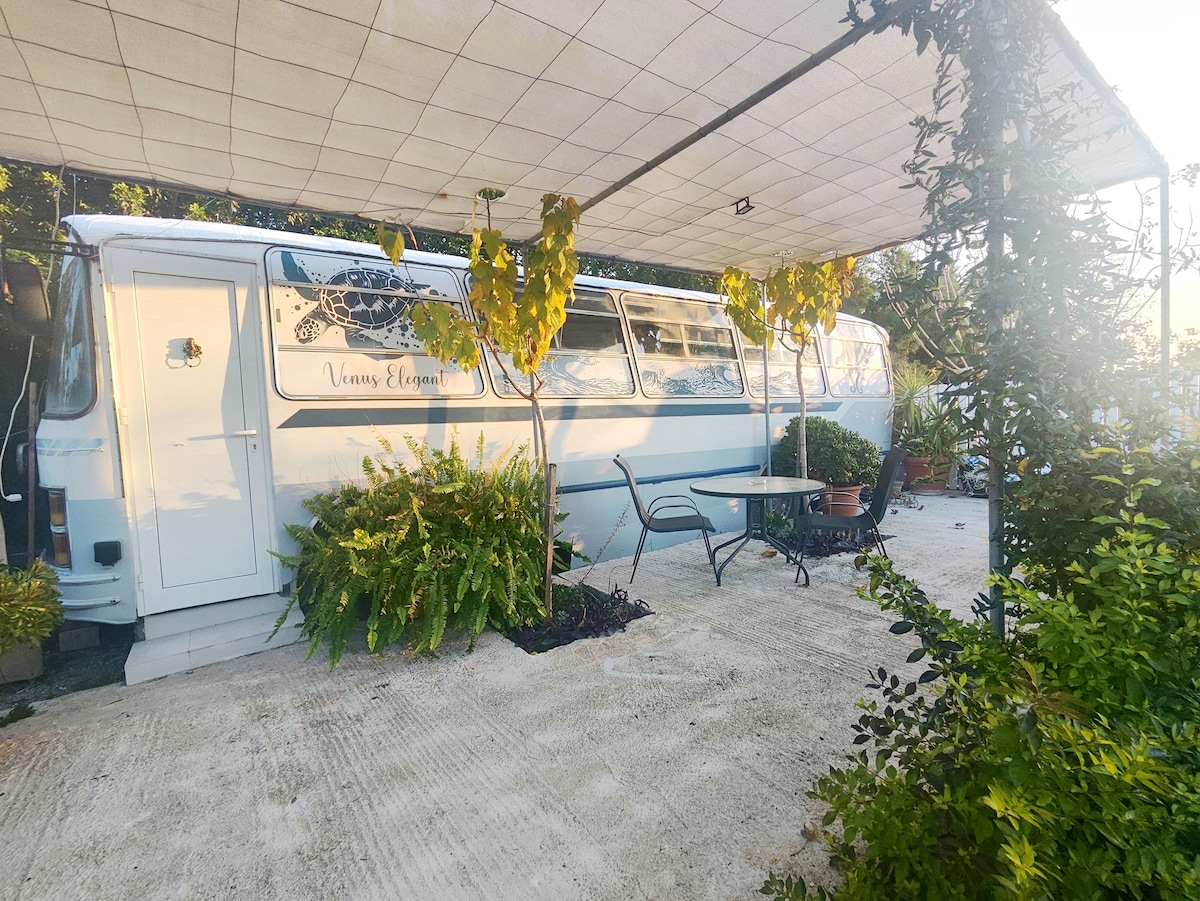 A converted bus is seen under a shaded patio, surrounded by vibrant greenery. An outdoor seating area features a small table and chair, while lush plants enhance the tranquil setting. Natural light casts a soft glow on the scene, creating a peaceful atmosphere.