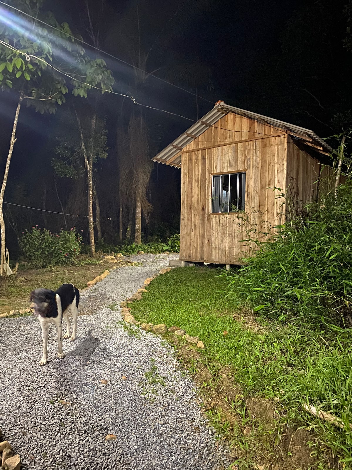 A wooden cabin is nestled among trees, illuminated softly in the evening. A gravel pathway leads to the entrance, bordered by lush greenery. A black and white dog walks along the path, adding a touch of life to the serene atmosphere.