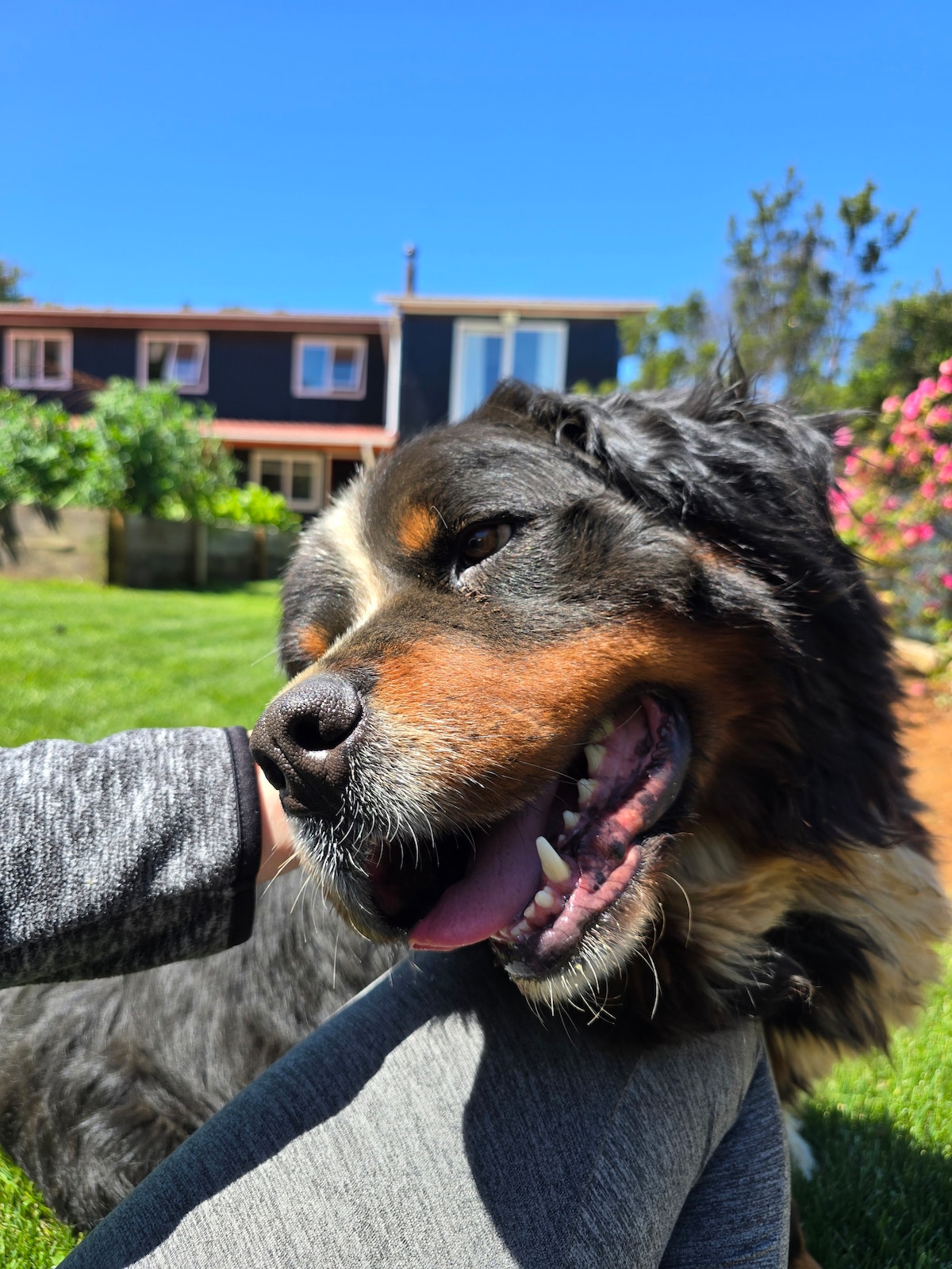 A friendly Bernese Mountain Dog is seen enjoying the sunny outdoor space, with a backdrop of colorful flowers and a two-story cabin. The dog's fluffy coat shines in the sunlight, and it appears to be happily interacting with a person's hand.