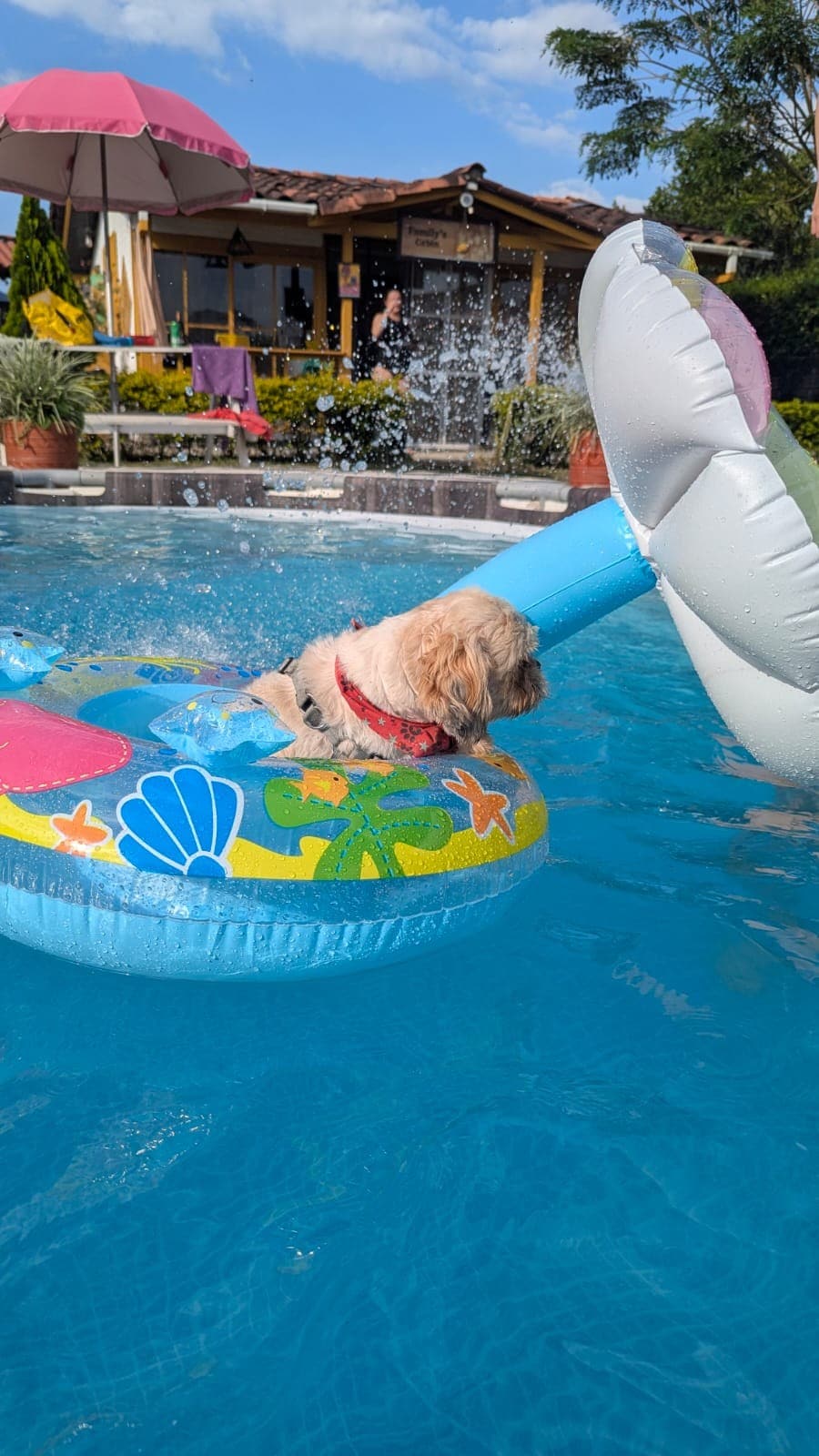 A small dog relaxes on a colorful pool float, surrounded by clear blue water. In the background, a cozy wooden structure and vibrant greenery are visible, accompanied by a fountain adding a gentle water feature to the scene.