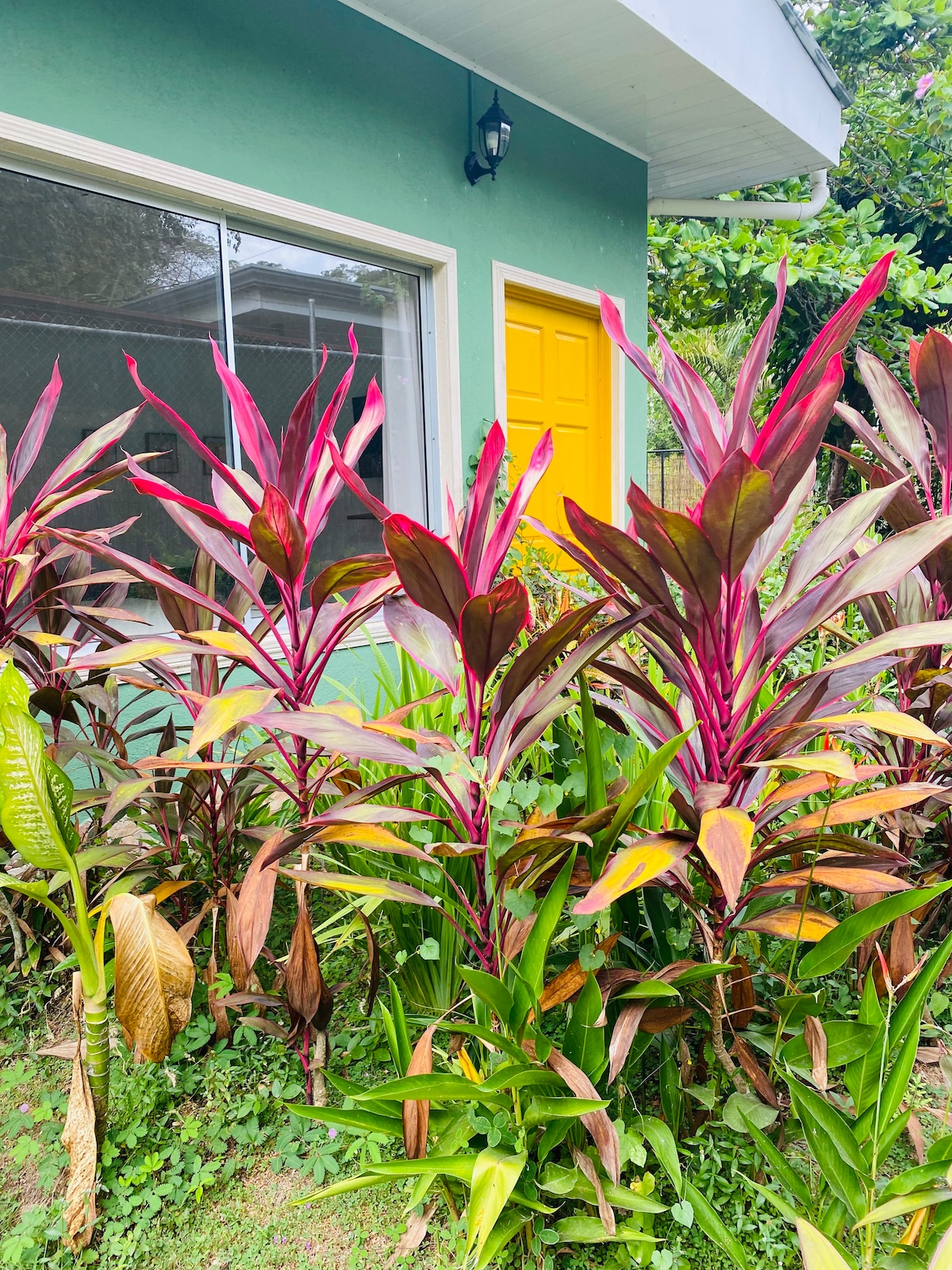 Vibrant foliage is displayed in front of a house, featuring tall, colorful plants with striking red and green leaves. A bright yellow door is positioned adjacent to expansive glass windows, allowing for a connection between indoor and outdoor greenery.