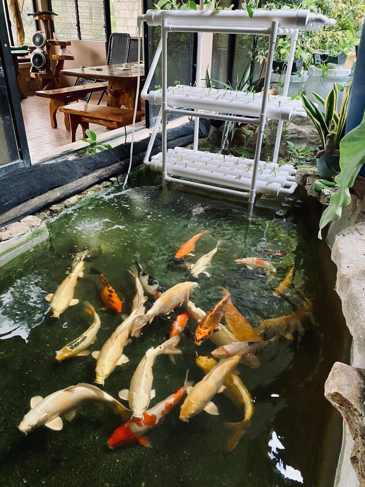 A serene koi pond is visible, featuring a variety of colorful koi fish swimming gracefully. A hydroponic planter rests above the water's edge, surrounded by lush green plants. Natural light filters through nearby glass walls, creating a calm atmosphere.